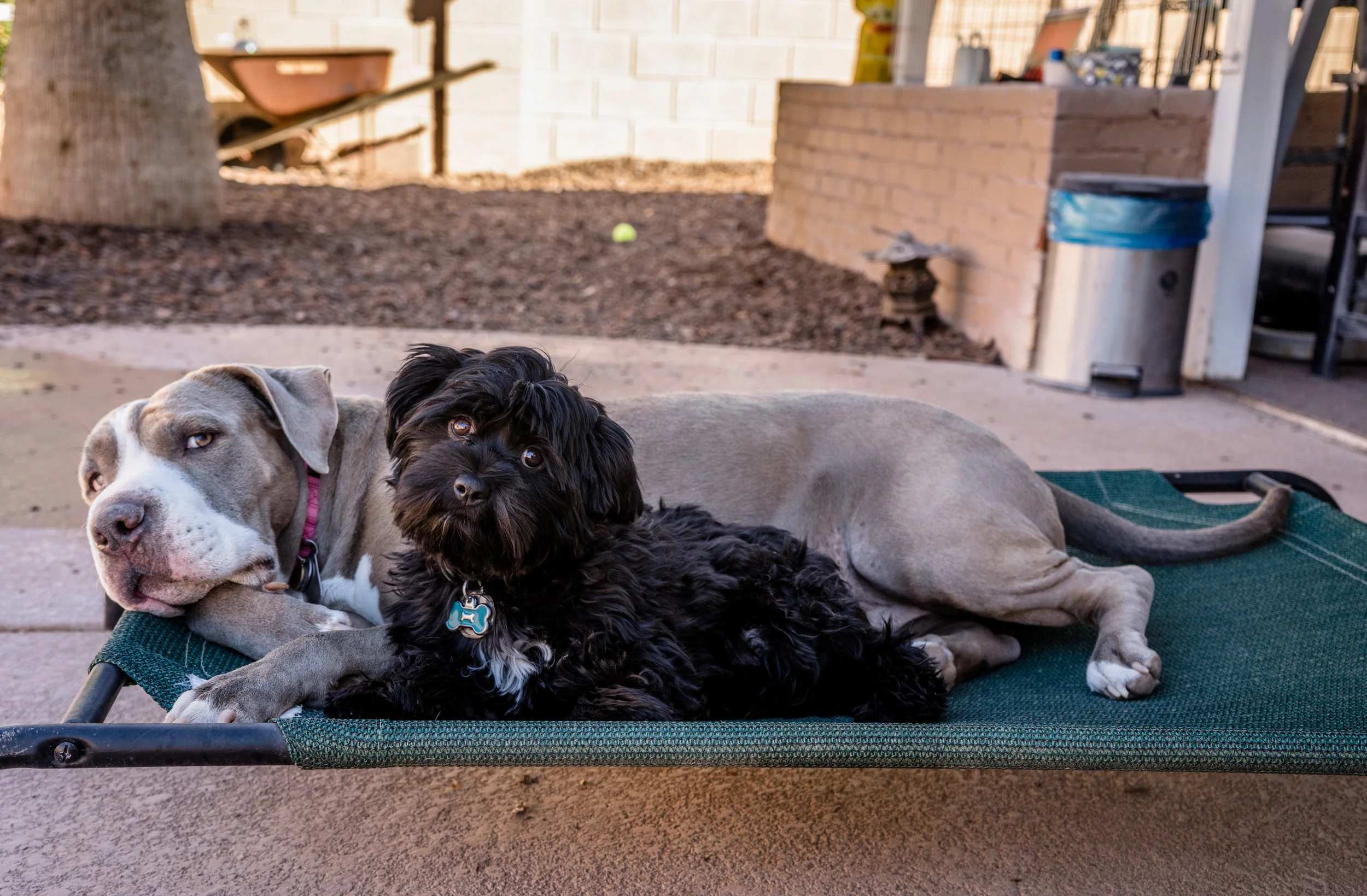Petunia is teaching George to Place. George came to us for live-in training in 2018 and left here a rockstar!