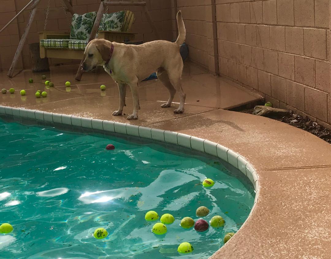 Beautiful Bobo the ball boy was so lost and misunderstood. Then we found each other. He just needed a specialized trainer who “got” him, knew how to communicate with him and harness that energy from a whole different way of thinking. He’s a regular here for boarding!