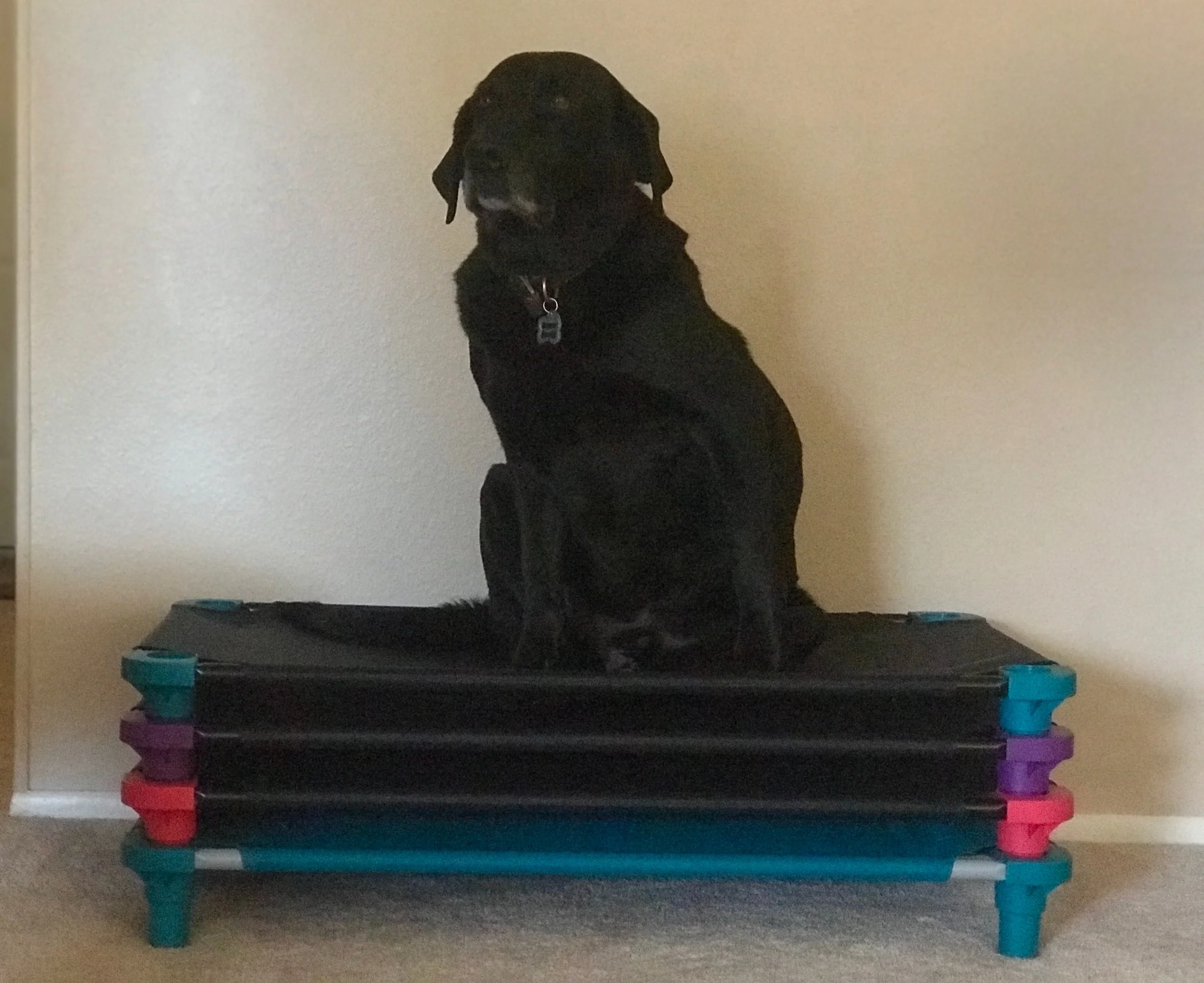 Sammy’s modeling our raised pet cots that are placed in each kennel to protect elbows from hygromas. A hygroma forms when the dog rests on a fairly hard surface. The pressure of his weight has created tissue damage over the elbow bones. The area is not able to heal because of the repeated tissue damage from the dog simply resting on his elbows. A fluid pocket forms as the body attempts to create its own cushion. This fluid pocket is called a hygroma. Thank you to my vet Dr. Geoff Berthiaume for the ongoing education over all these years!