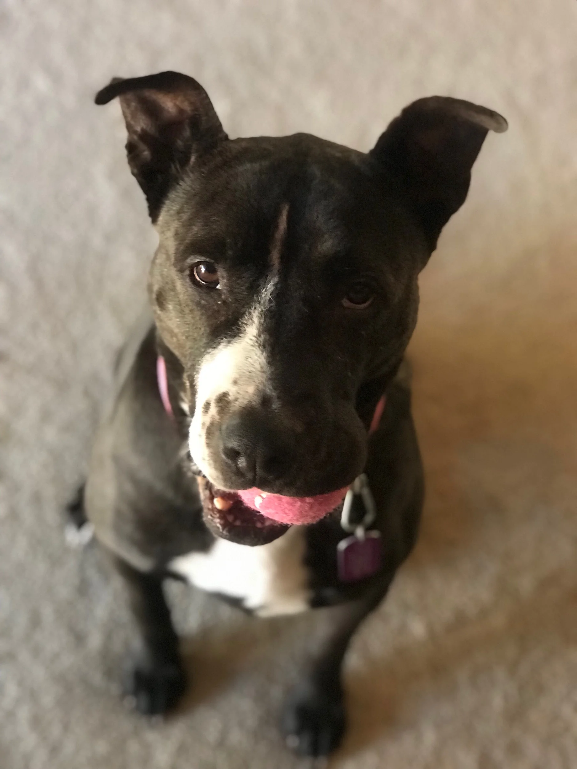 Luna, our foster dog from Animal Control