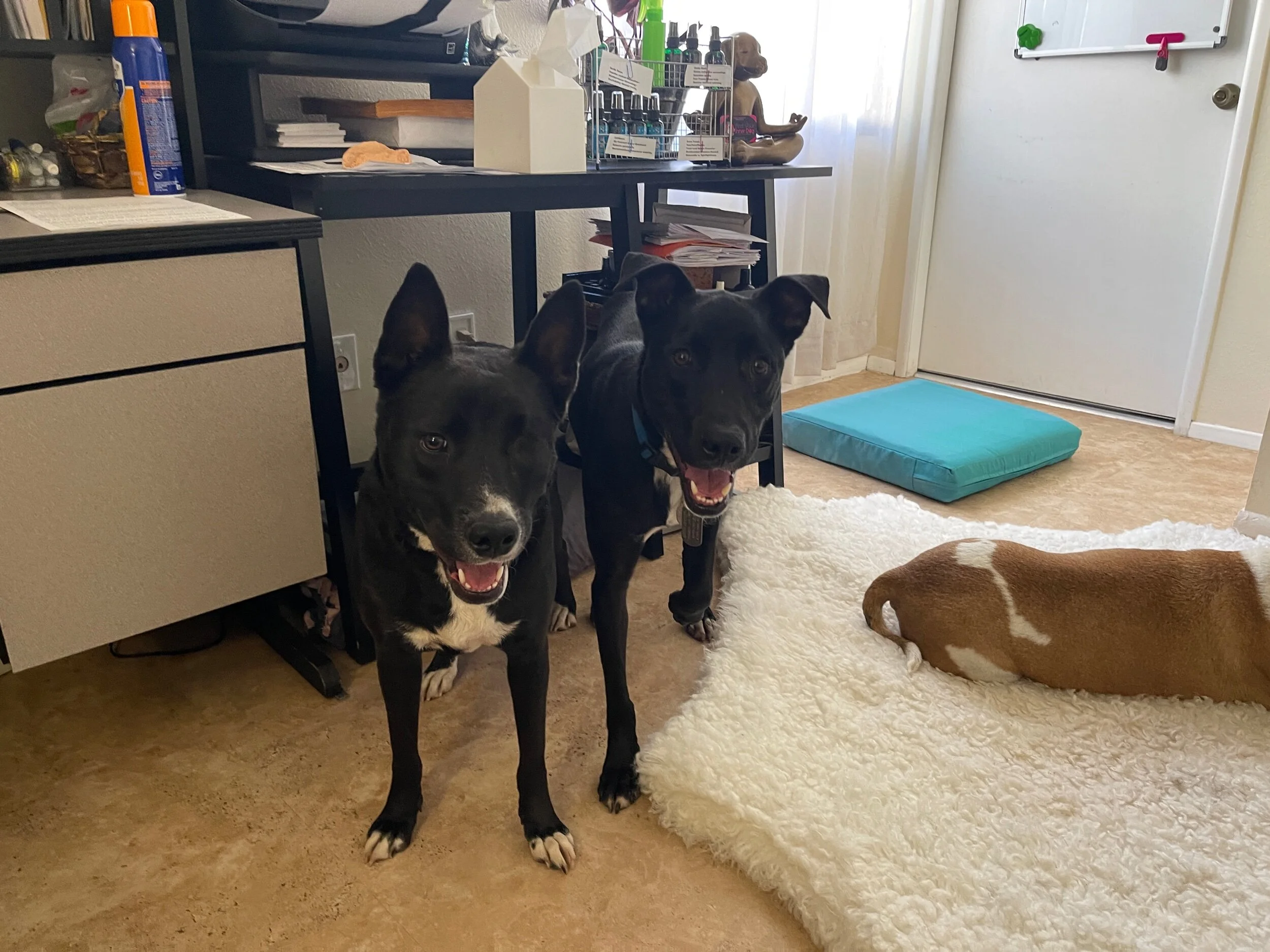 6A65F36A-EC2A-4381-94D3-DB51B463B5B0