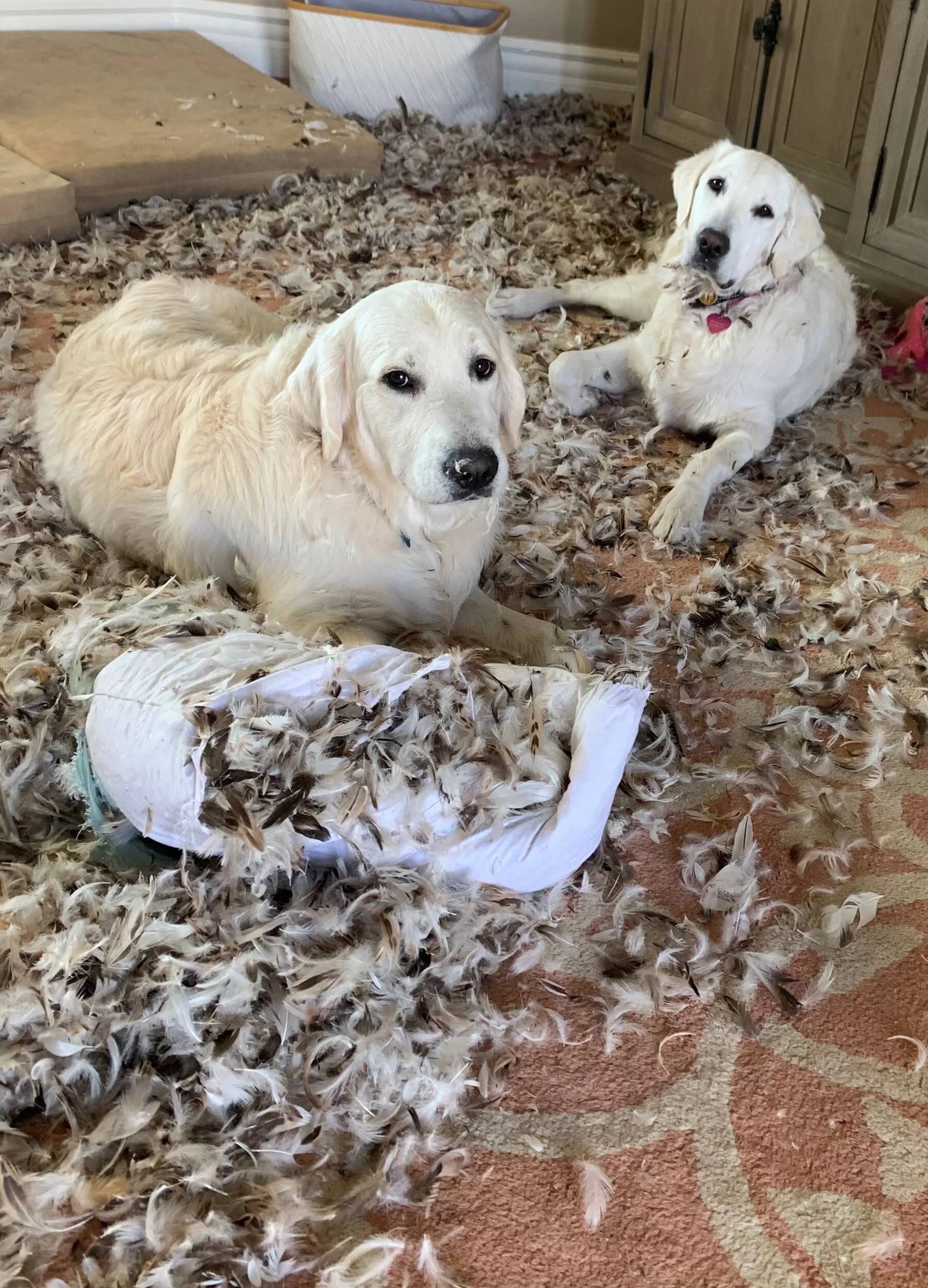 7ABC6FB8-C338-4E2A-BC80-38A3DBB4BAE8