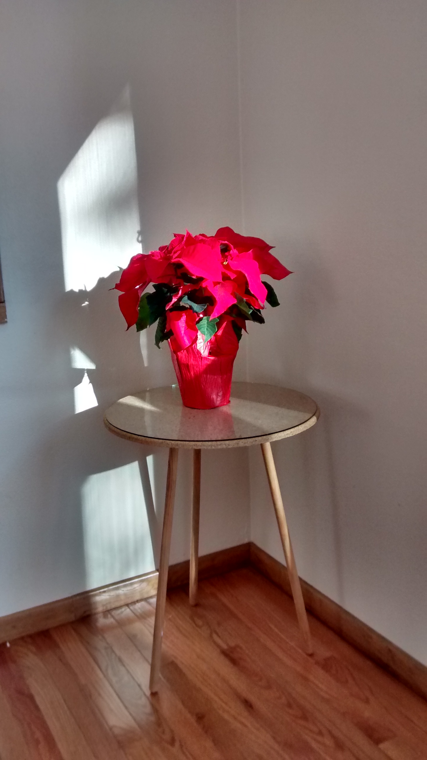 Easy poinsettia combined with a table that will look a lot nicer once I find the tablecloth that goes with it.