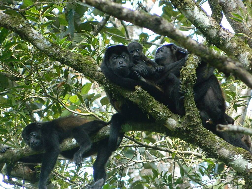 Howler monkeys in the trees