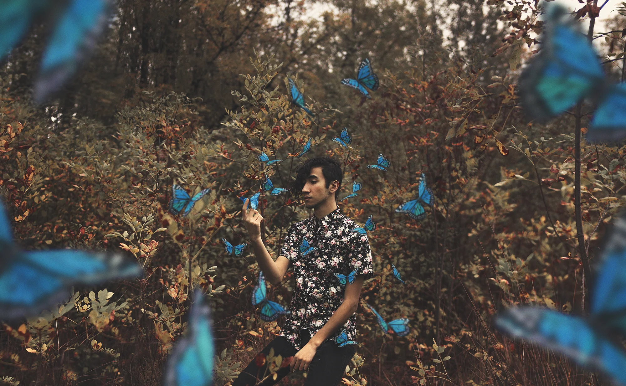 Butterflies.jpg