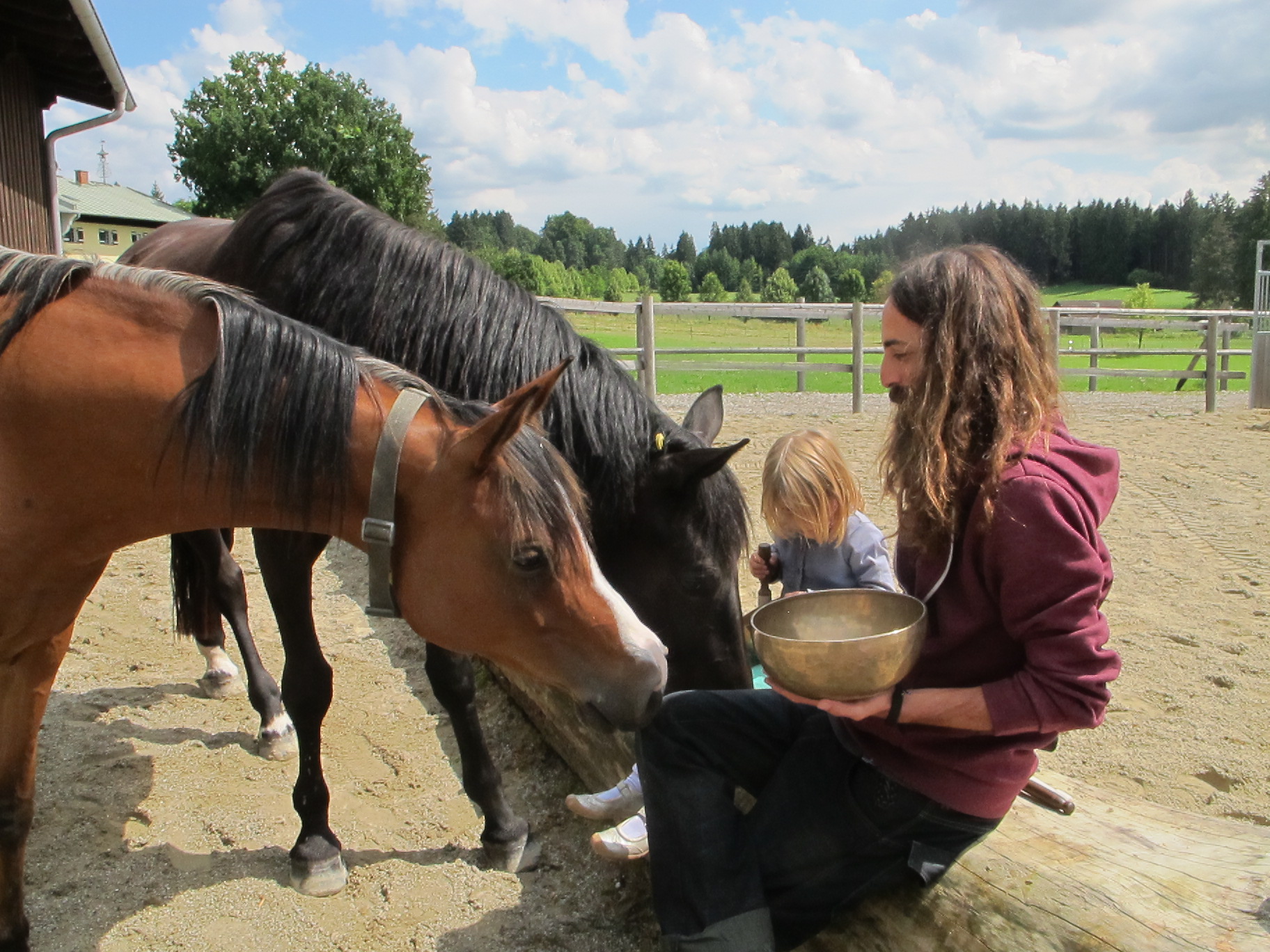 Bavarian Horses.JPG