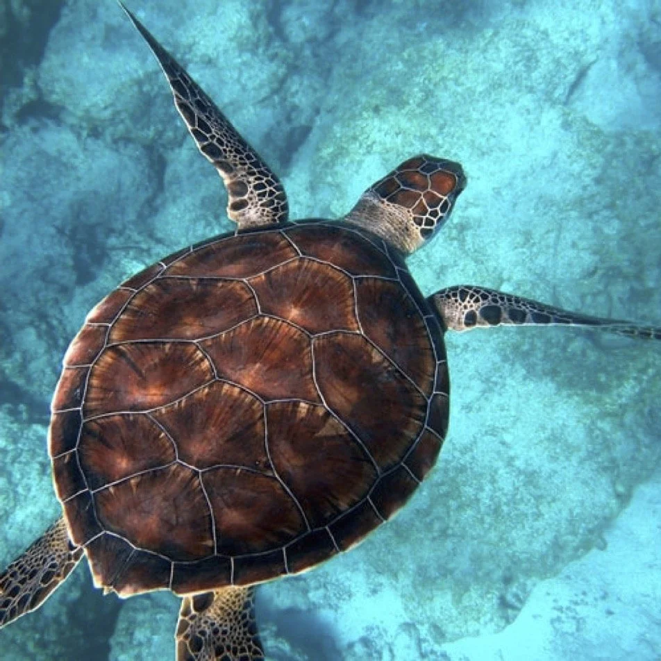 Turtle Spirit