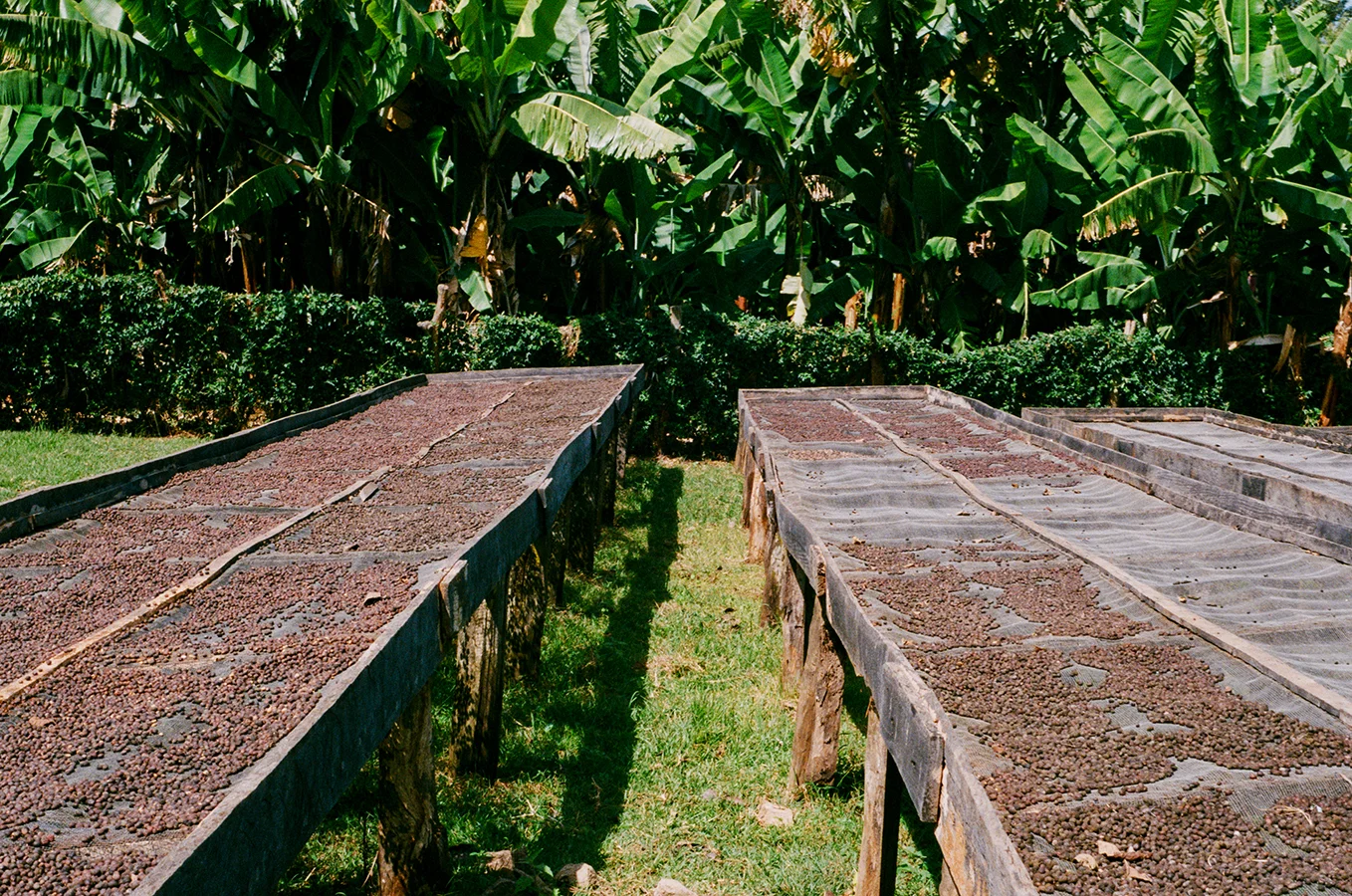 The Complexities of Kenyan Coffee&nbsp;
