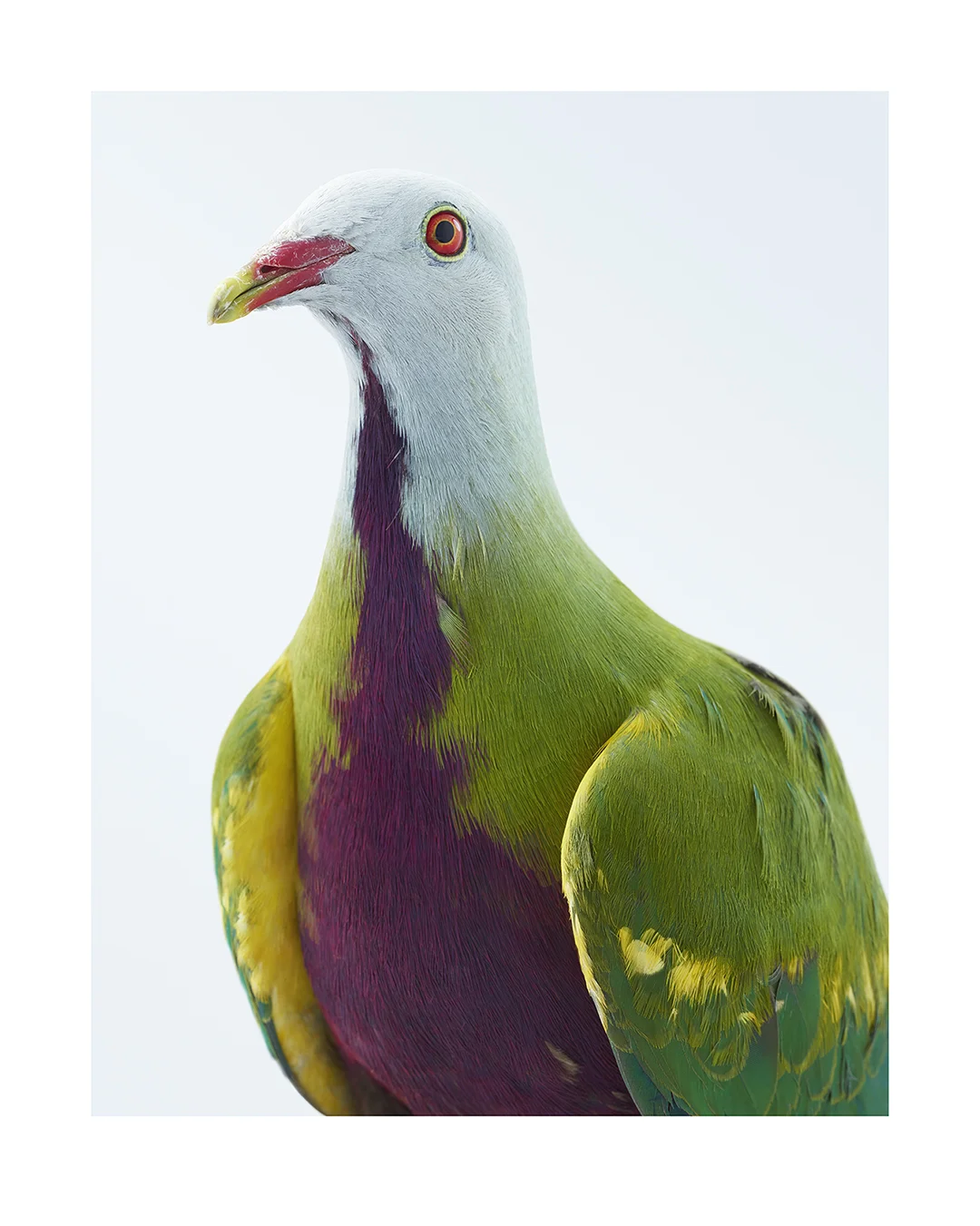 LeilaJeffreys_WompooPigeon.jpg