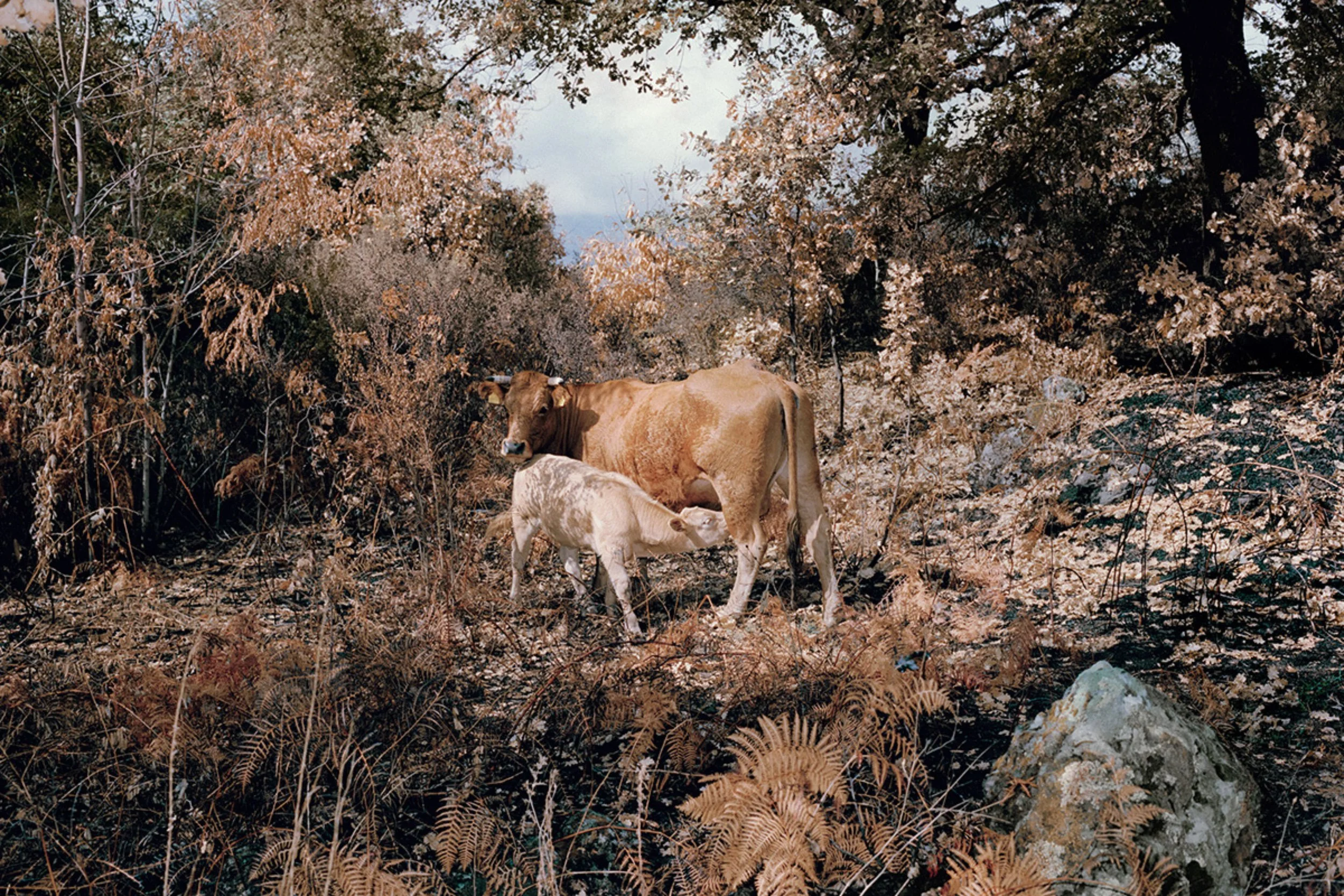  "Contrapasso: A Haunting Visual Journey by Massimiliano Corteselli"