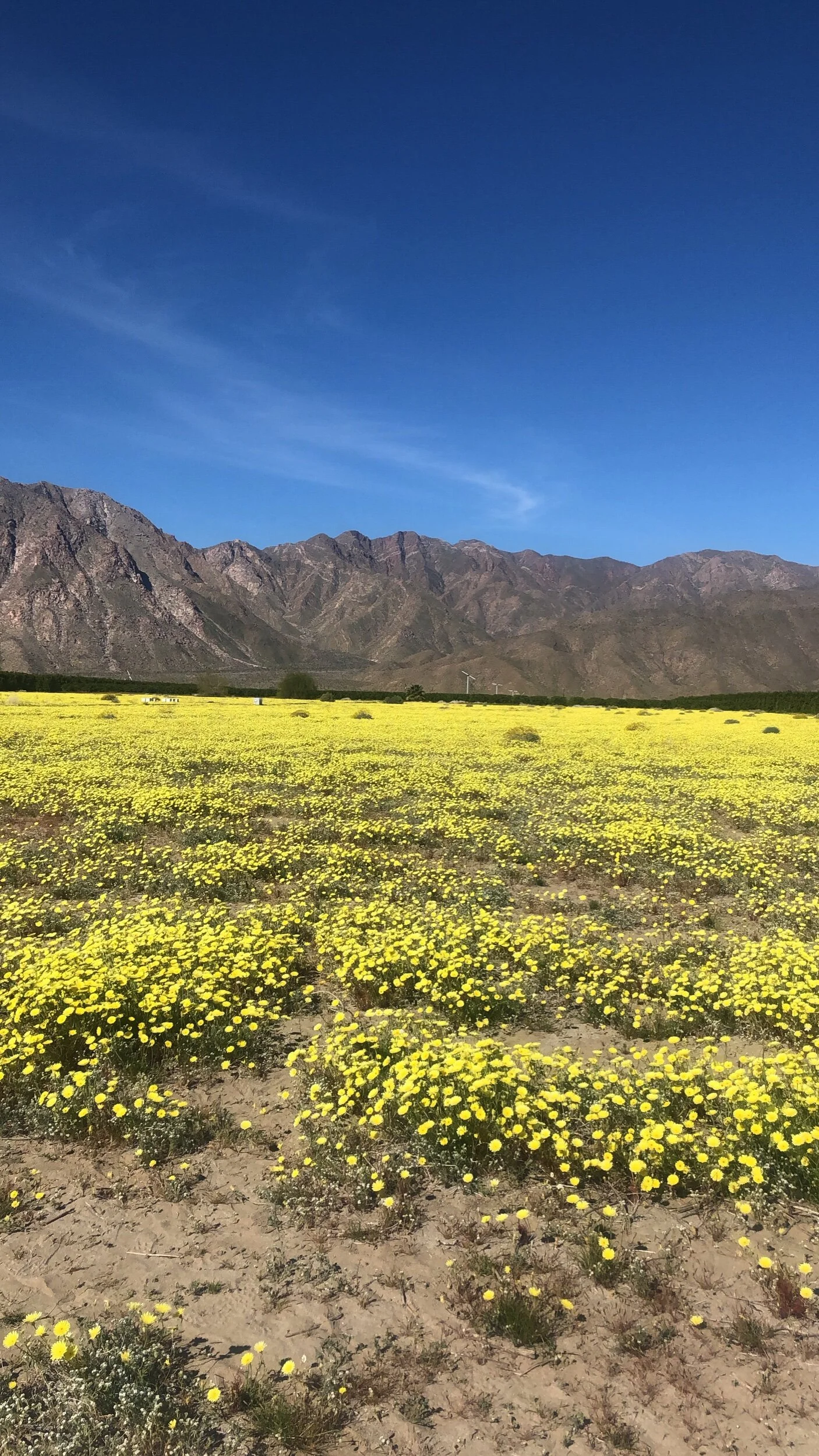 Saw the California desert superbloom