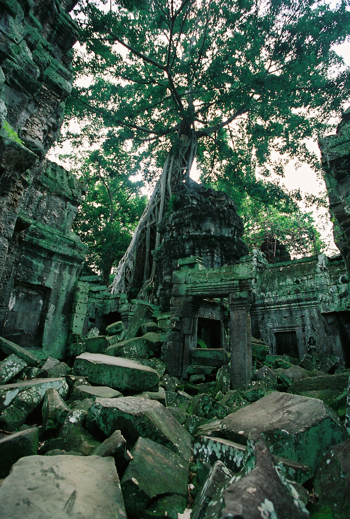 Ta Prohm, Siem Reap (2011)