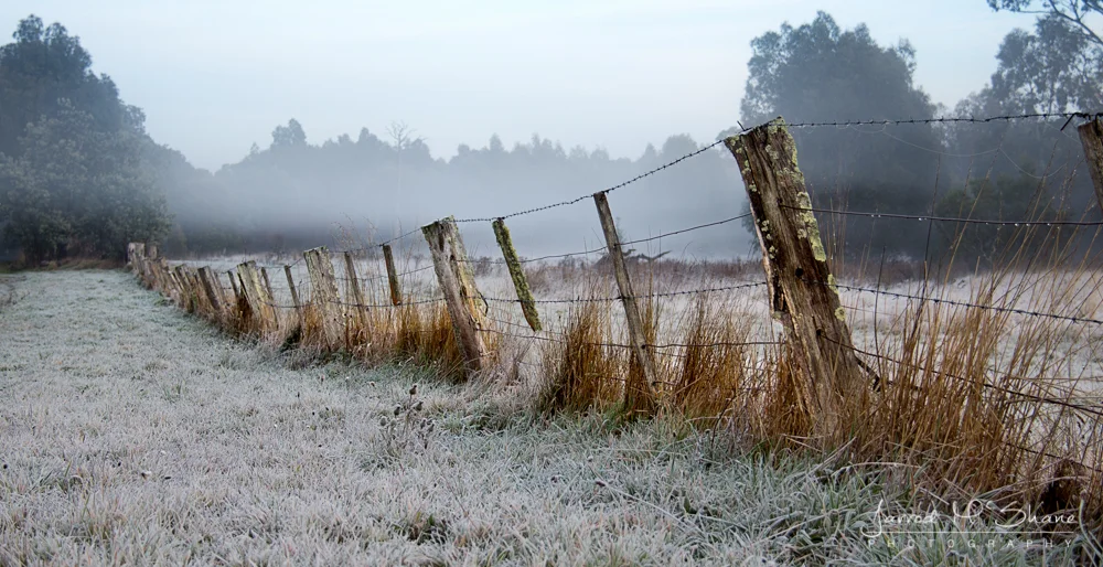 Morning Mist