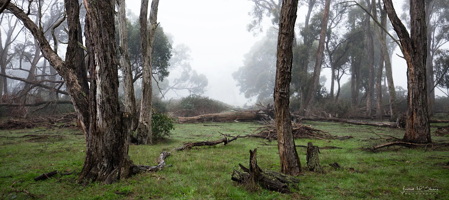 Foggy Morning