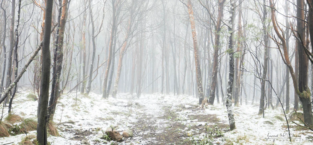 Snow on Mt Macedon