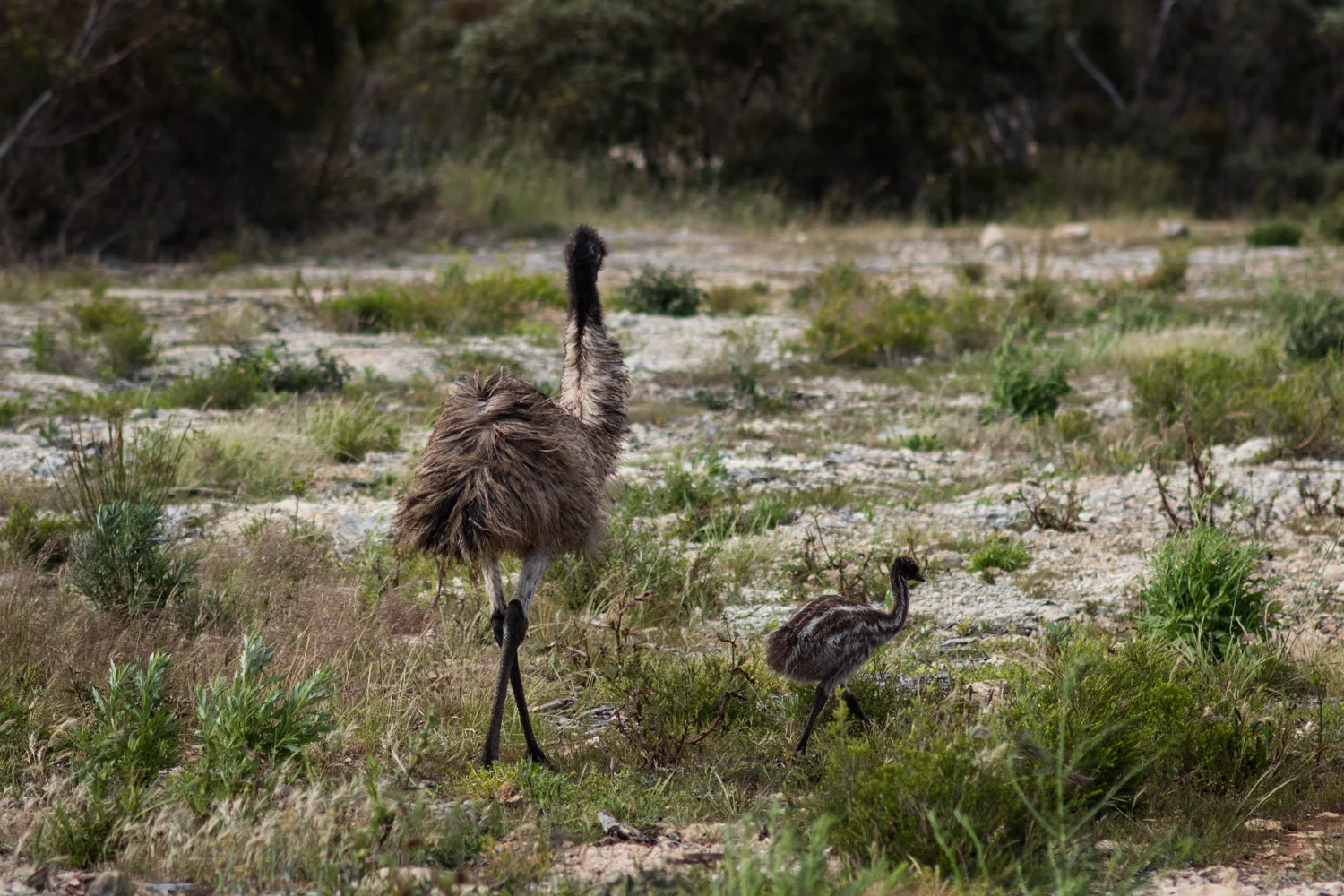 Emu