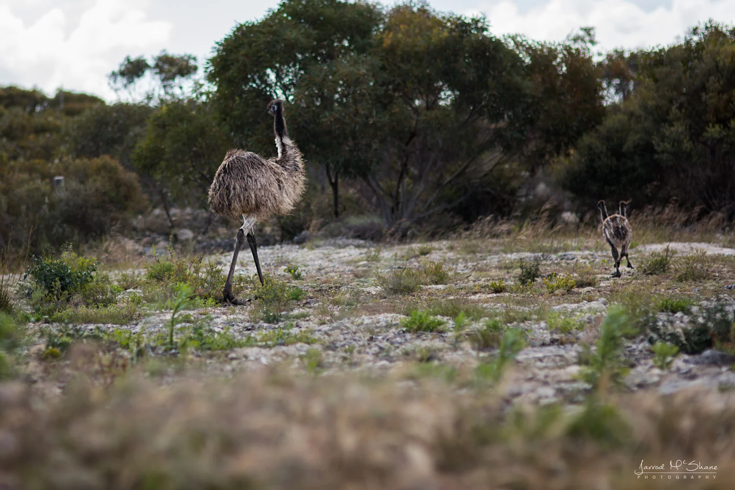 Emu