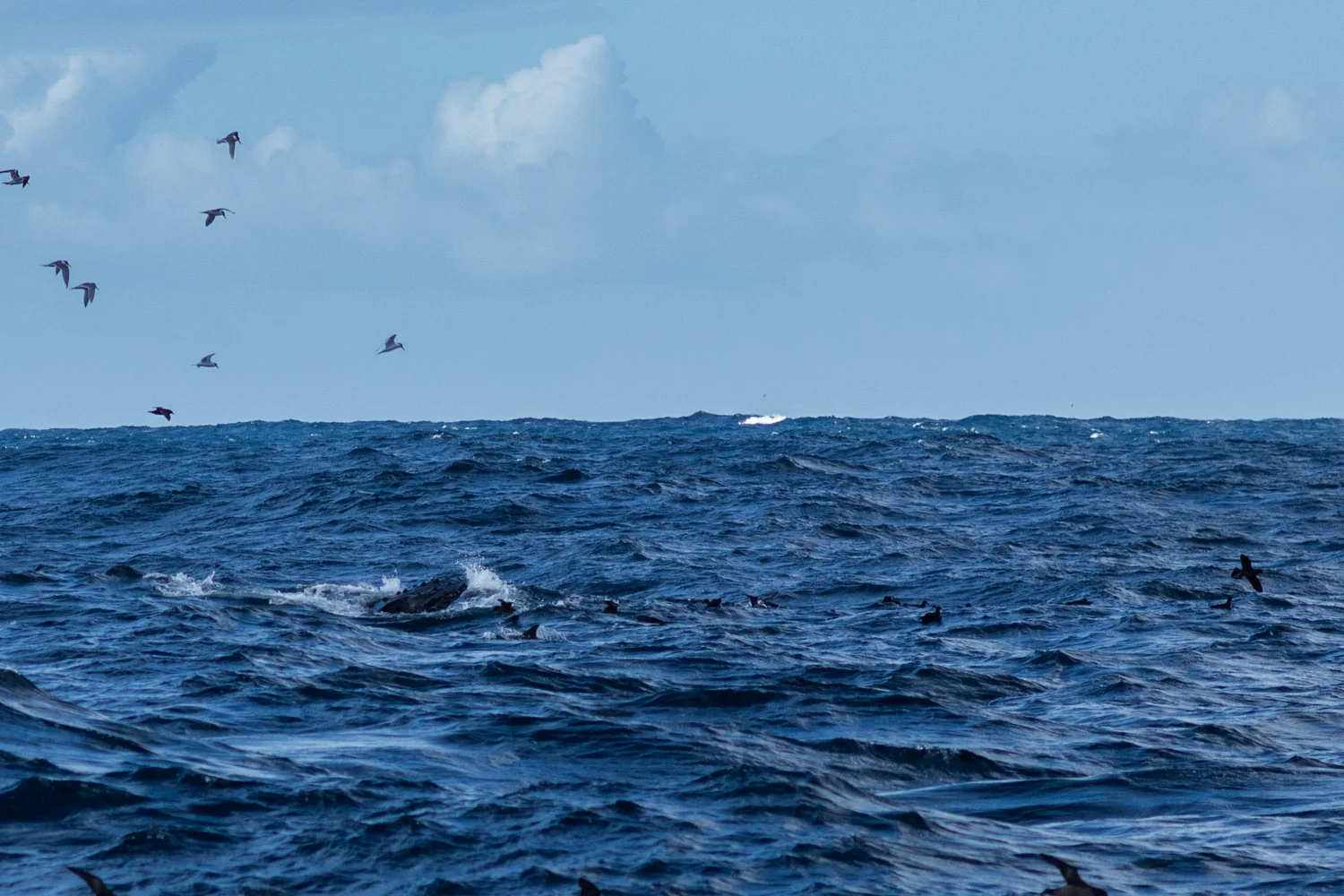 Humpback Whale