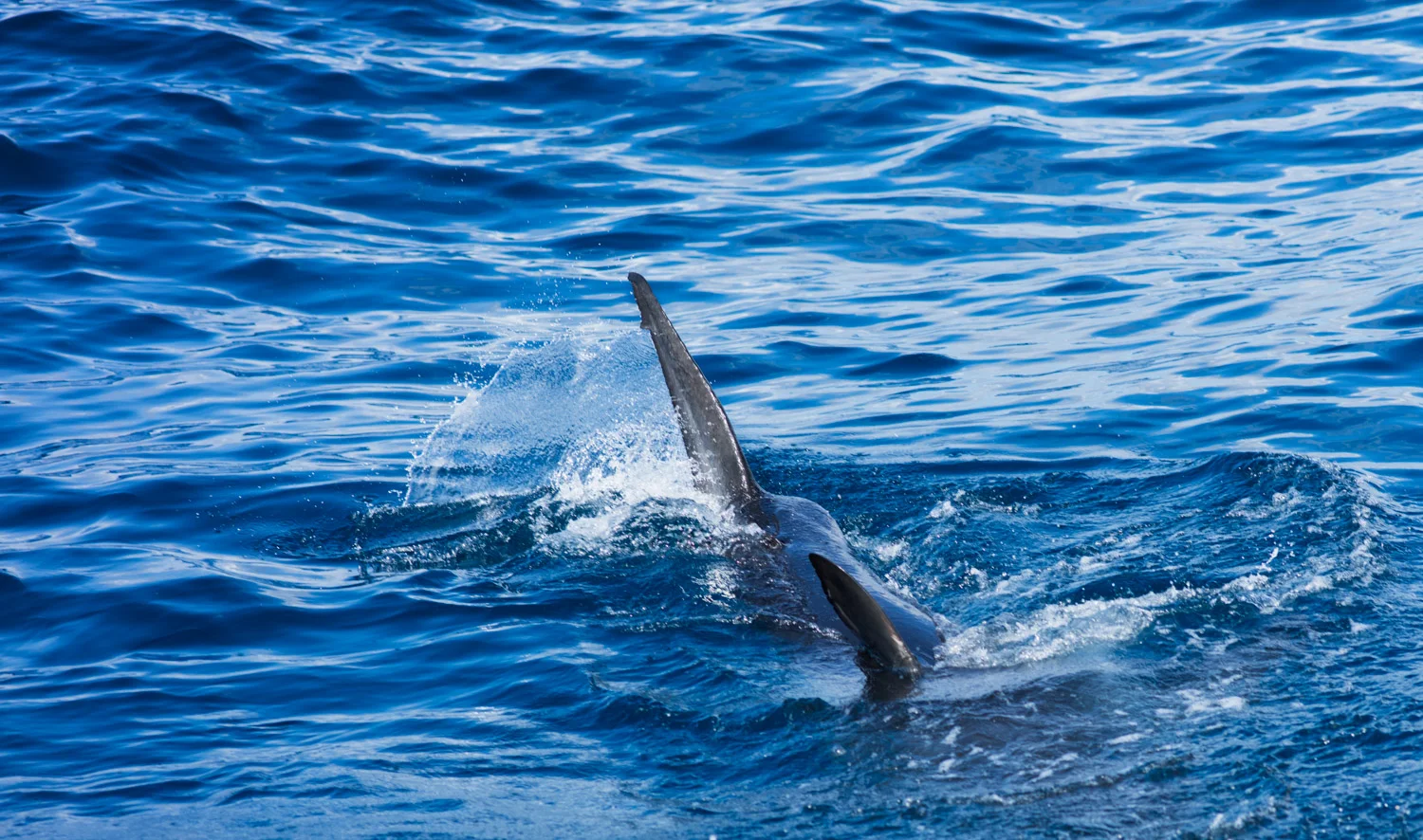 Shark