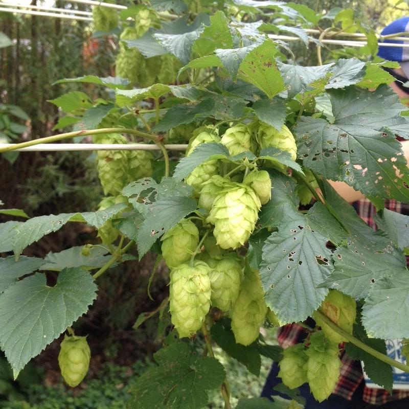 Hops Harvest 2015