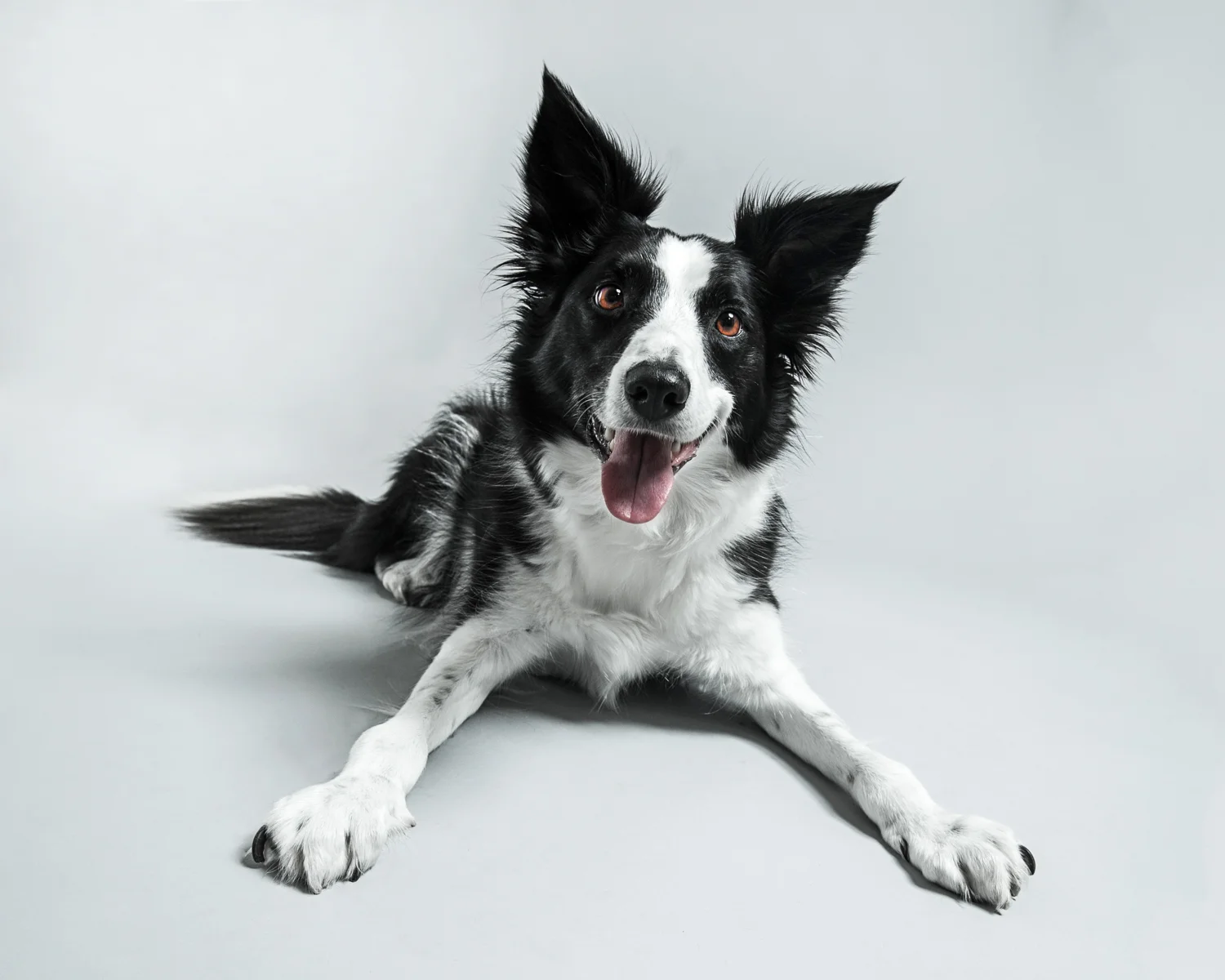 by Audrey Dalton - pawtrait.ie