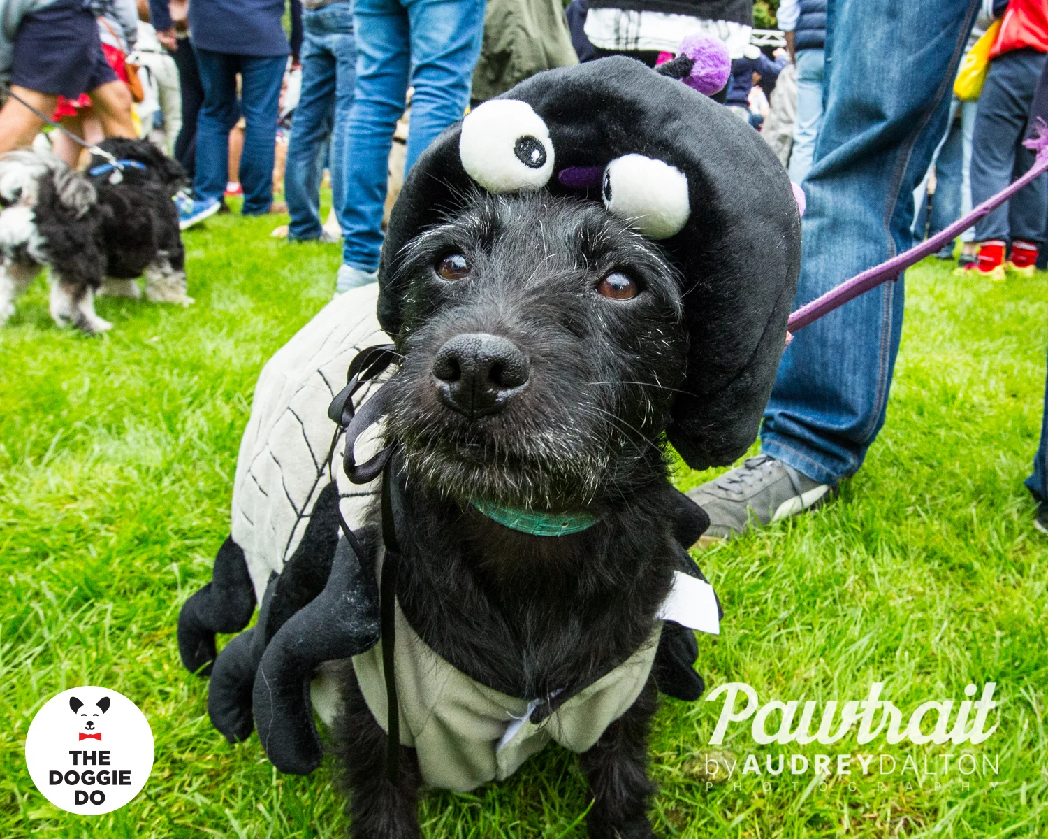 WEBpawtraitbyaudreydaltonphotography-7368_edit.jpg