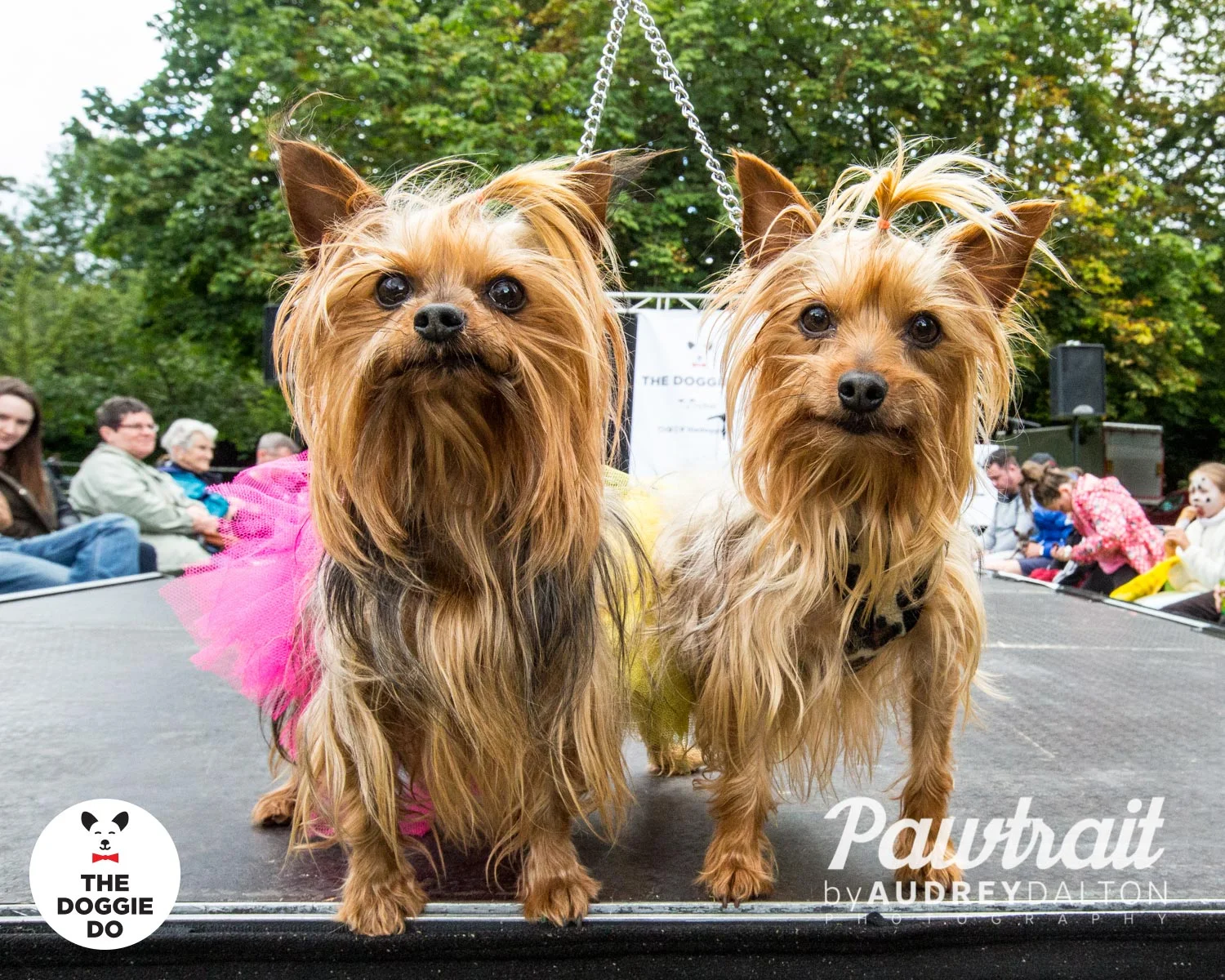WEBpawtraitbyaudreydaltonphotography-7238_edit.jpg