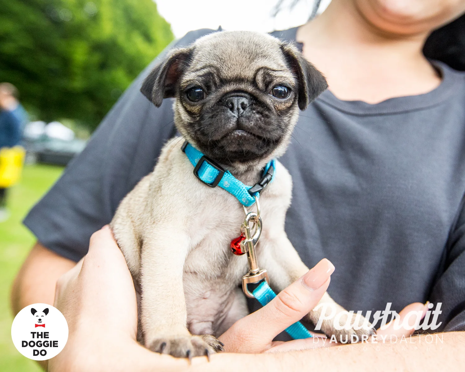 WEBpawtraitbyaudreydaltonphotography-7539_edit.jpg
