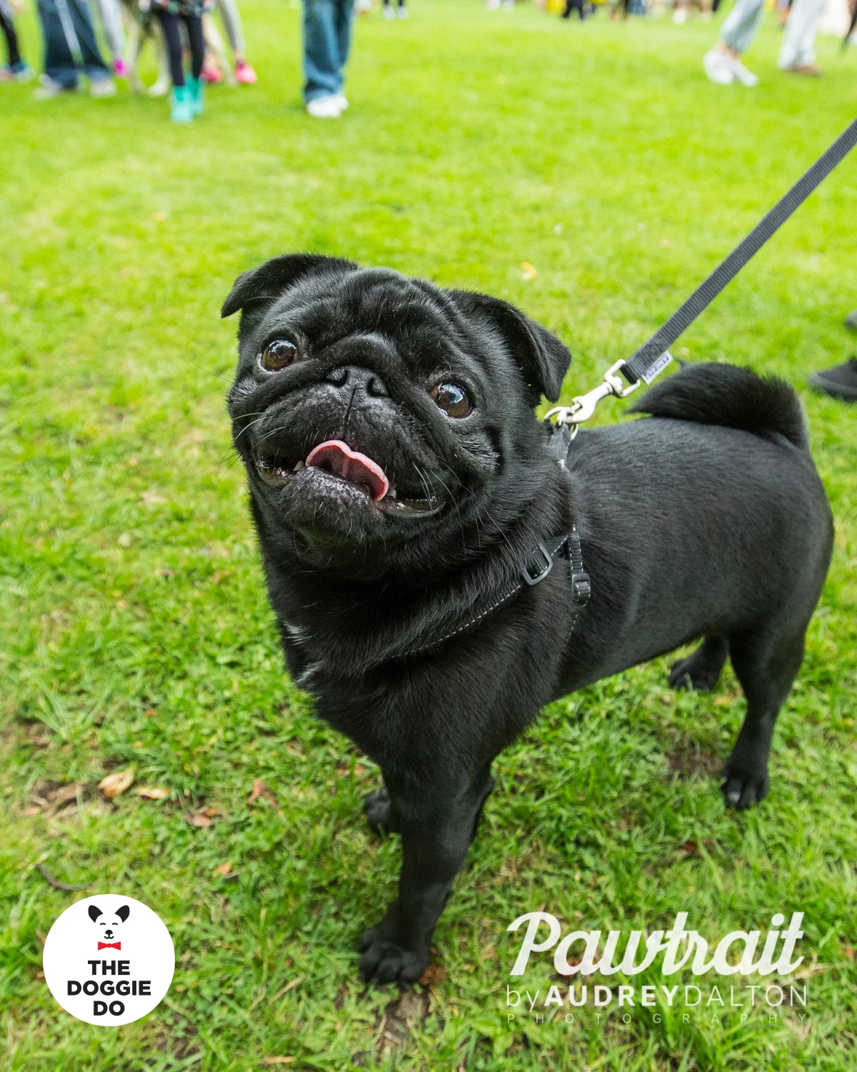 WEBpawtraitbyaudreydaltonphotography-7532_edit.jpg