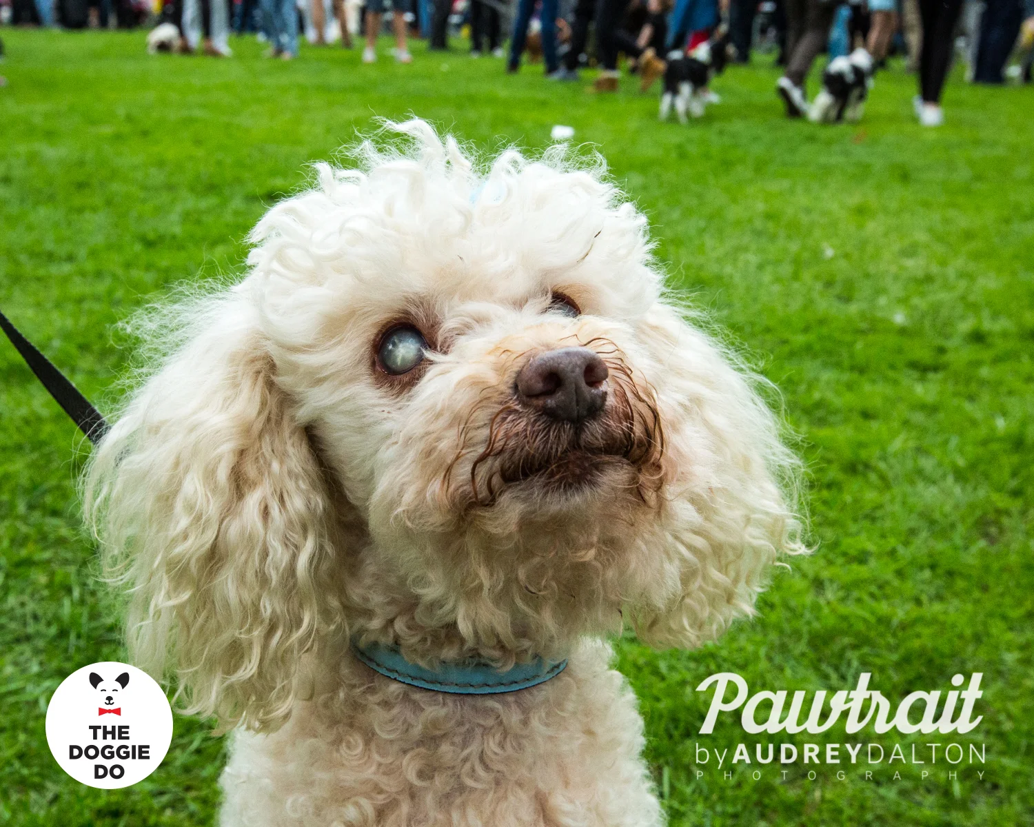 WEBpawtraitbyaudreydaltonphotography-7739_edit.jpg