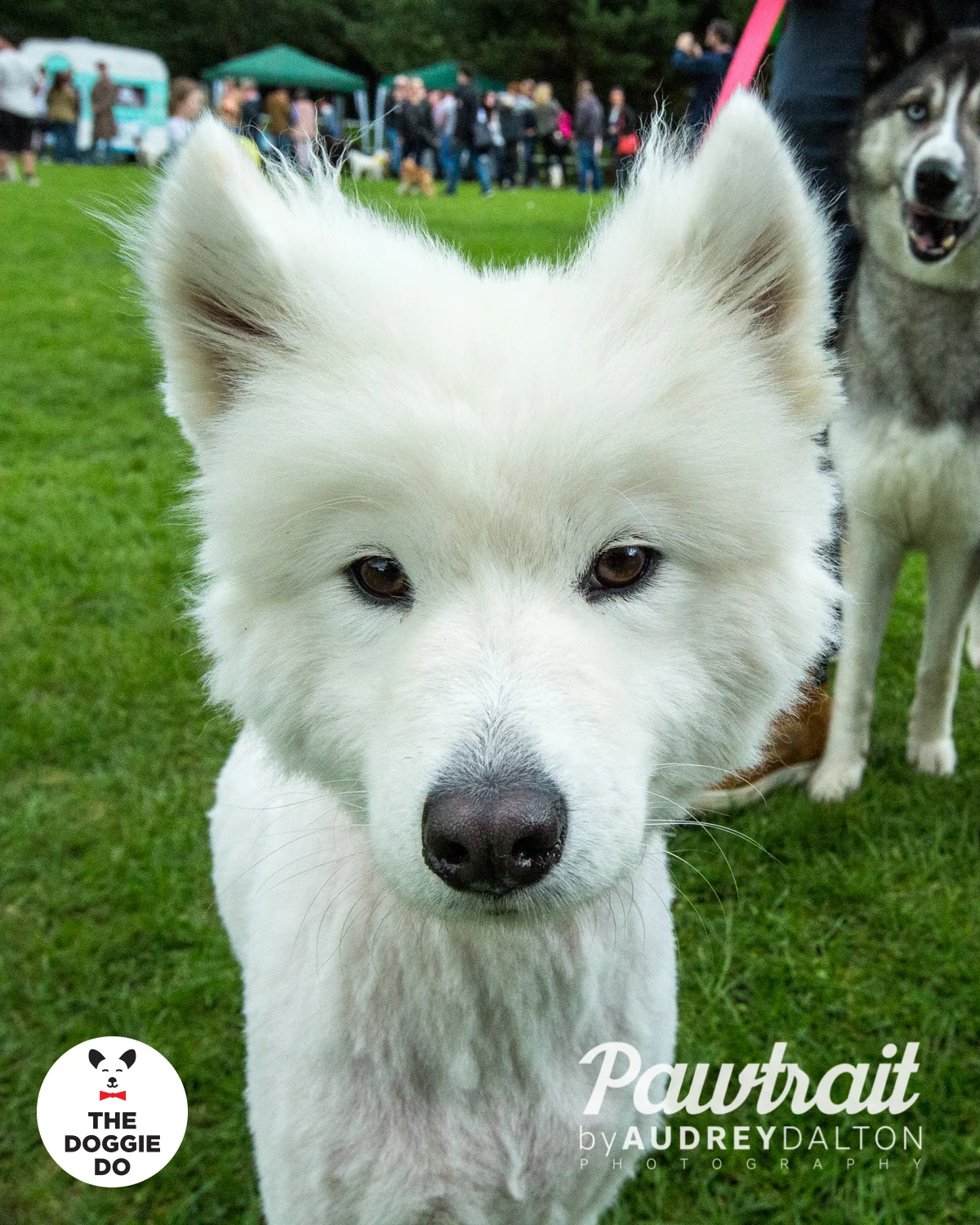 WEBpawtraitbyaudreydaltonphotography-7731_edit.jpg