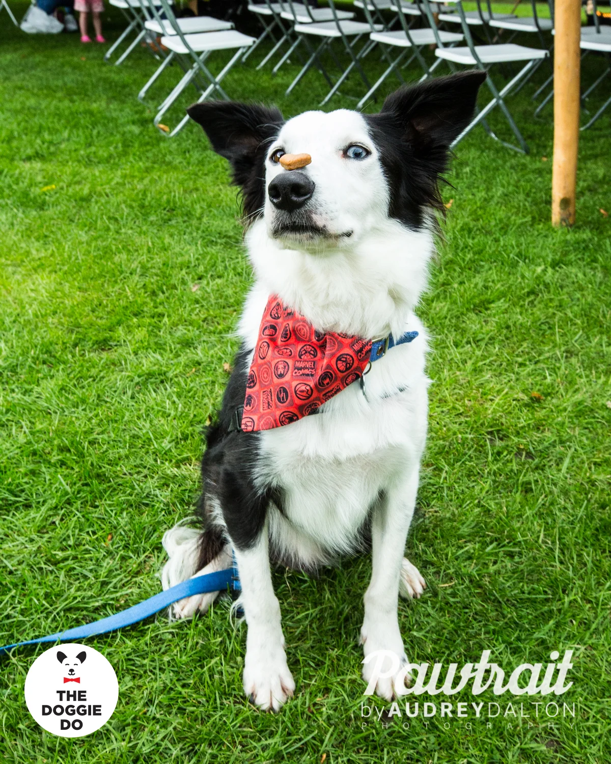 WEBpawtraitbyaudreydaltonphotography-7675_edit.jpg