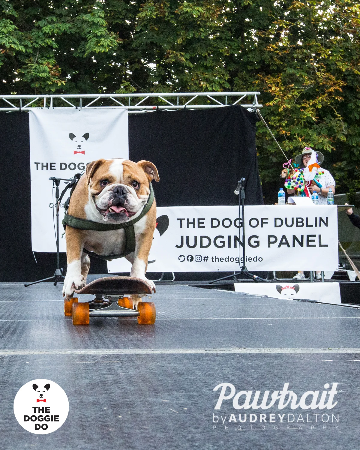 WEBpawtraitbyaudreydaltonphotography-7975_edit.jpg