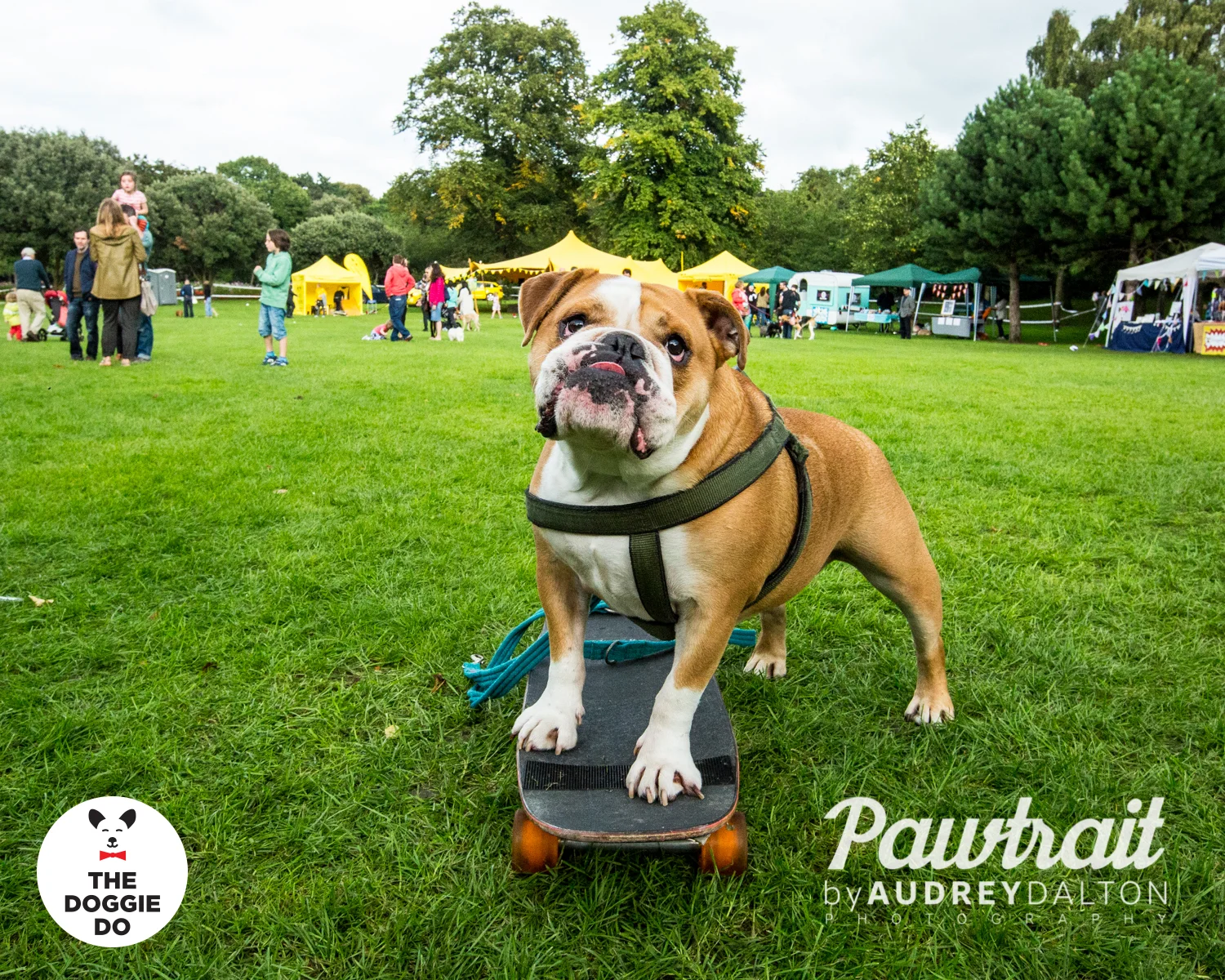 WEBpawtraitbyaudreydaltonphotography-7992_edit.jpg