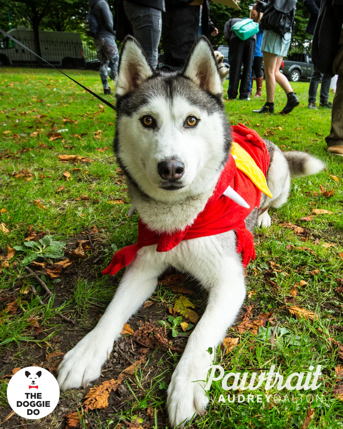 WEBpawtraitbyaudreydaltonphotography-7158_edit.jpg