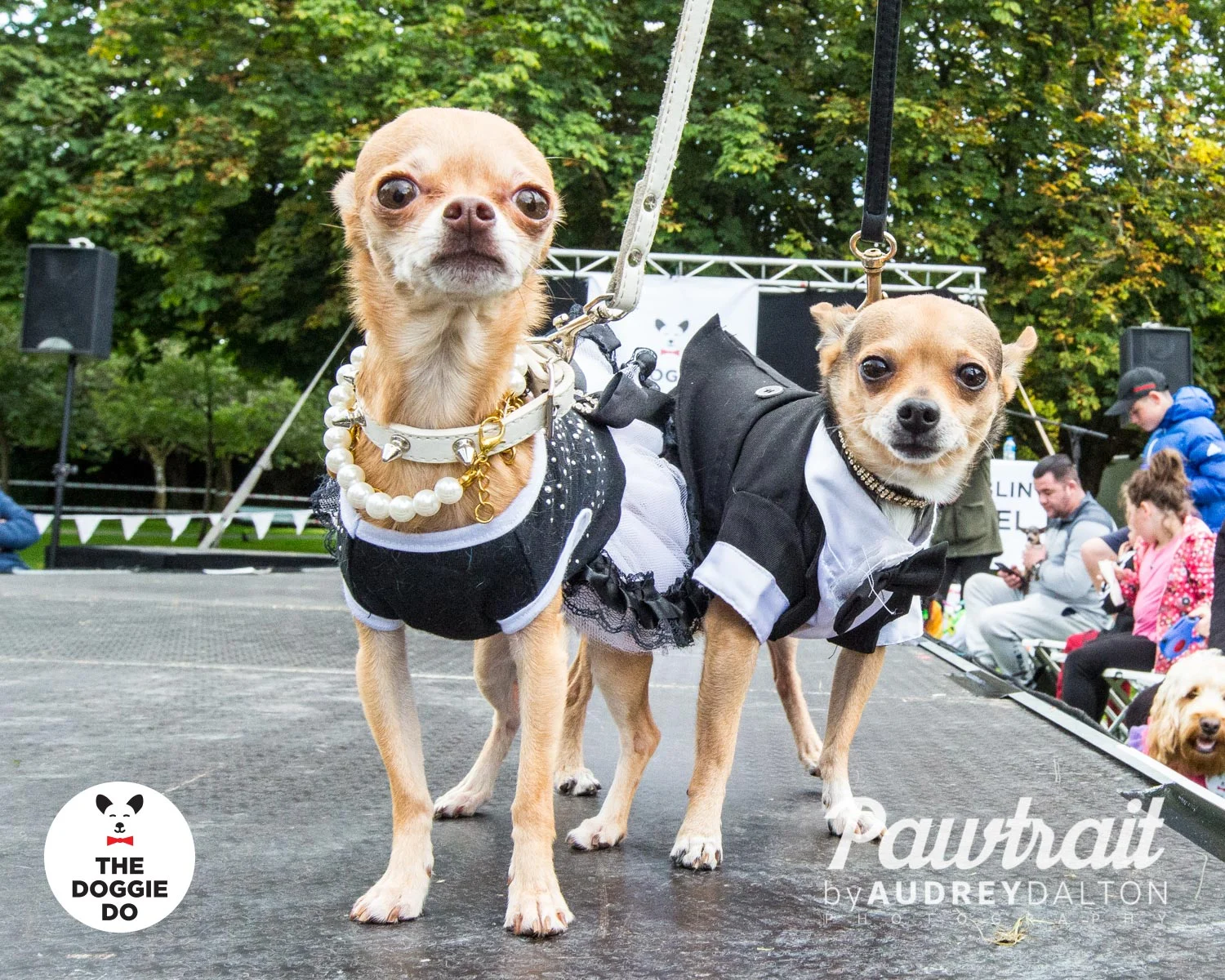 WEBpawtraitbyaudreydaltonphotography-7208_edit.jpg