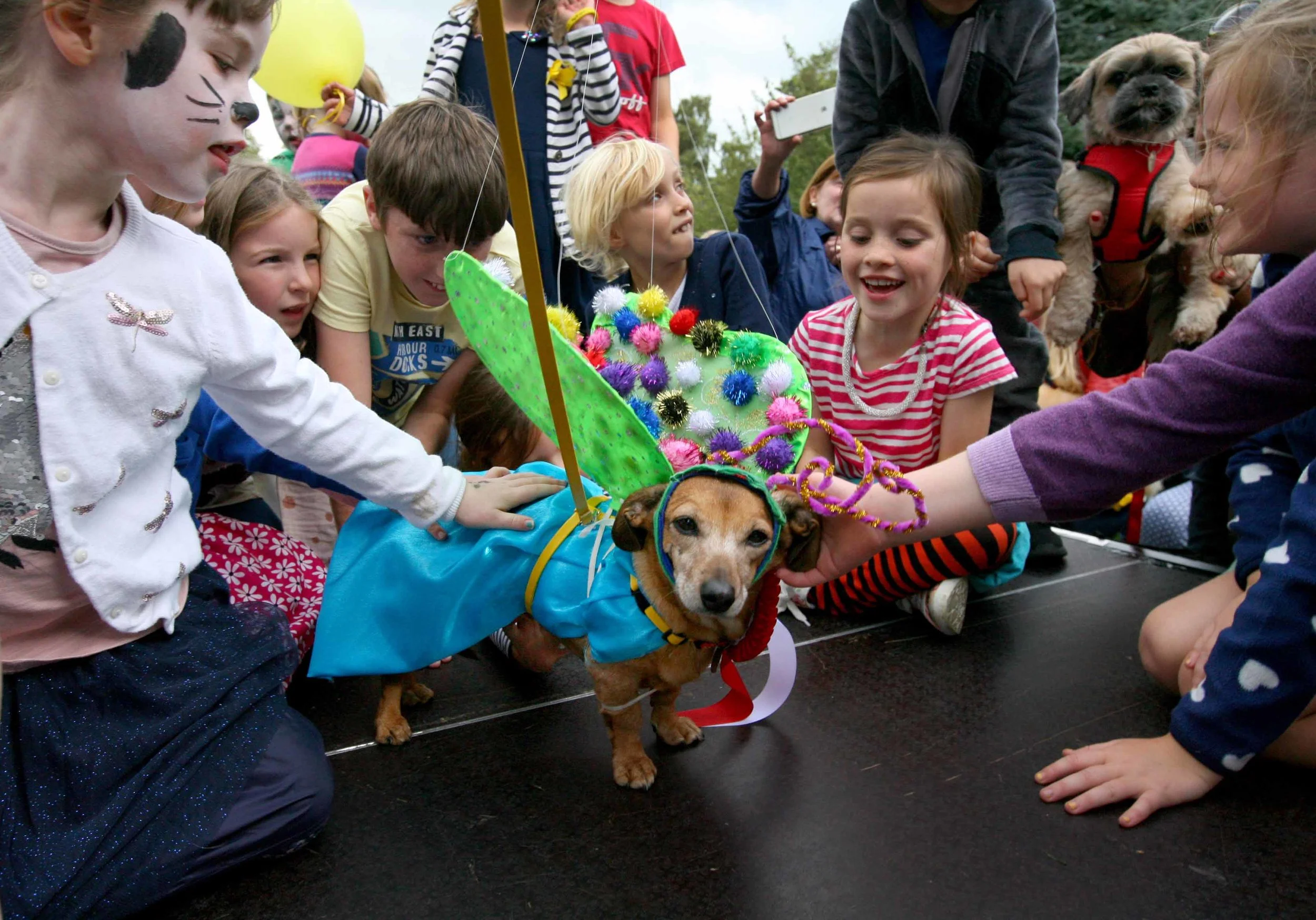 Tippi - the Dog of Dublin 2016