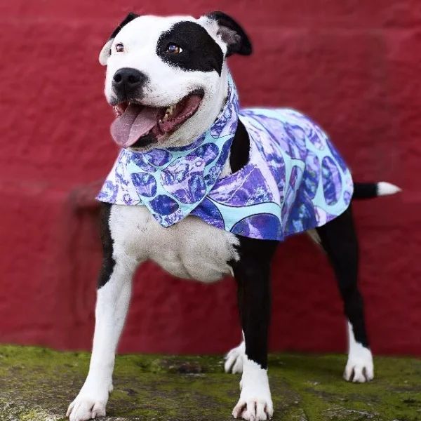 EVERYONE LOVES ELLA Lisa makes Urban Dog apparell, designed and handmade in Ireland inspired by her bff Ella.