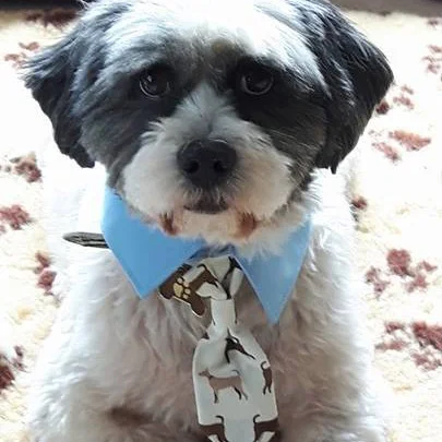 DAPPER DOGGIES produce small, tailor made items of apparel for the pets in your life.