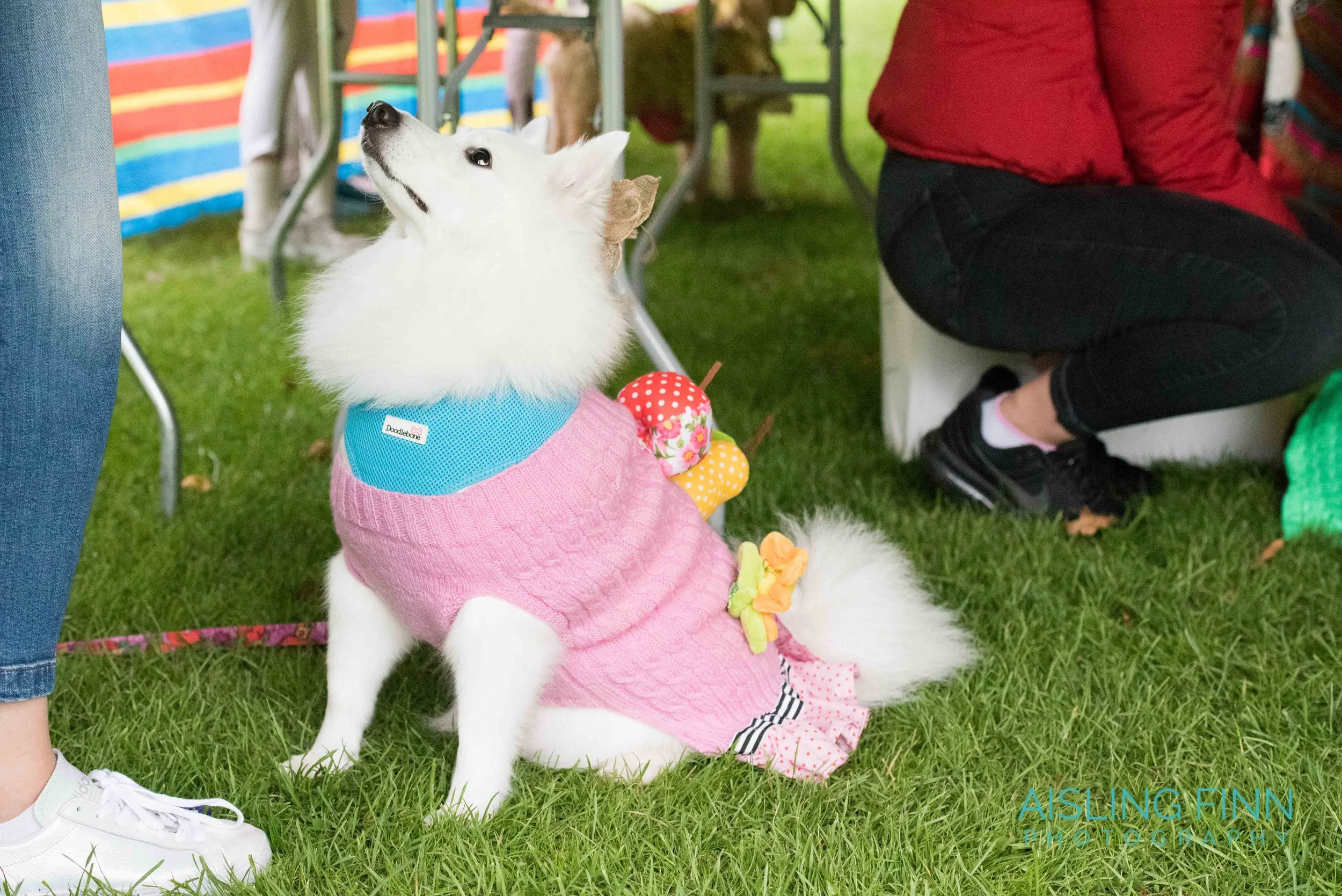 Doggie Do 2017 (1008).jpg