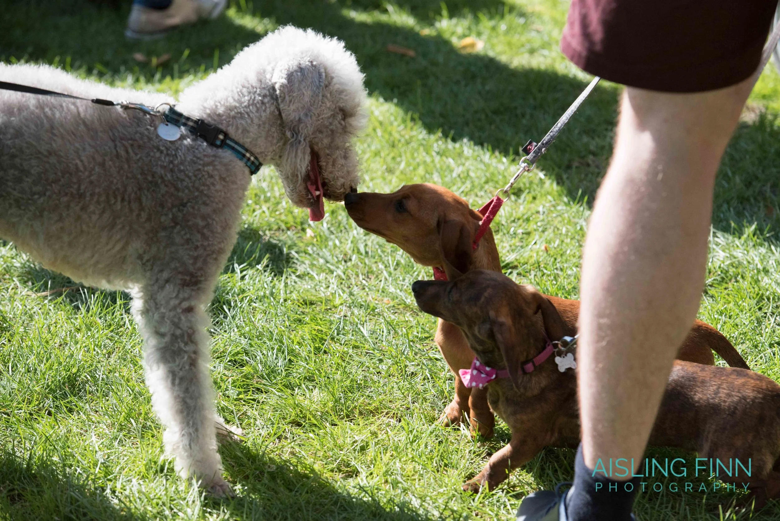 Doggie Do 2017 (1016).jpg