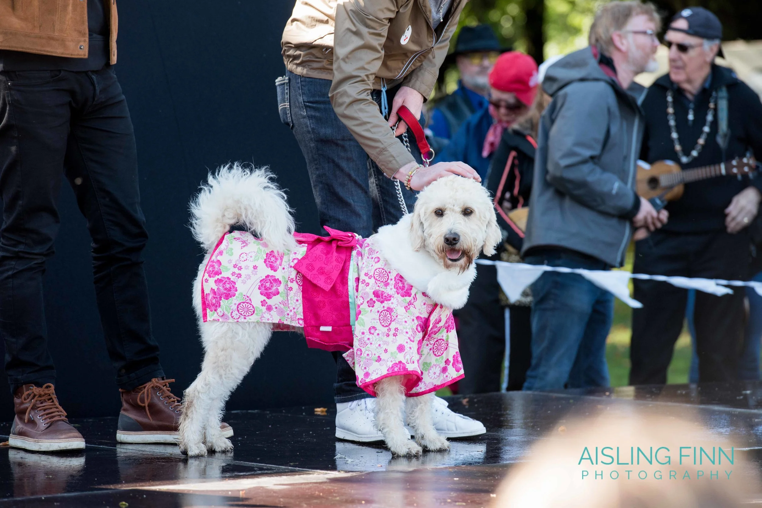 Doggie Do 2017 (1032).jpg