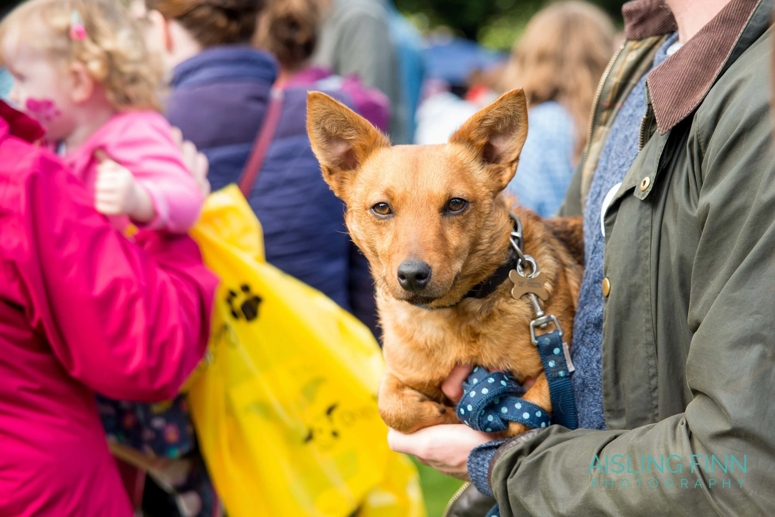 Doggie Do 2017 (1035).jpg