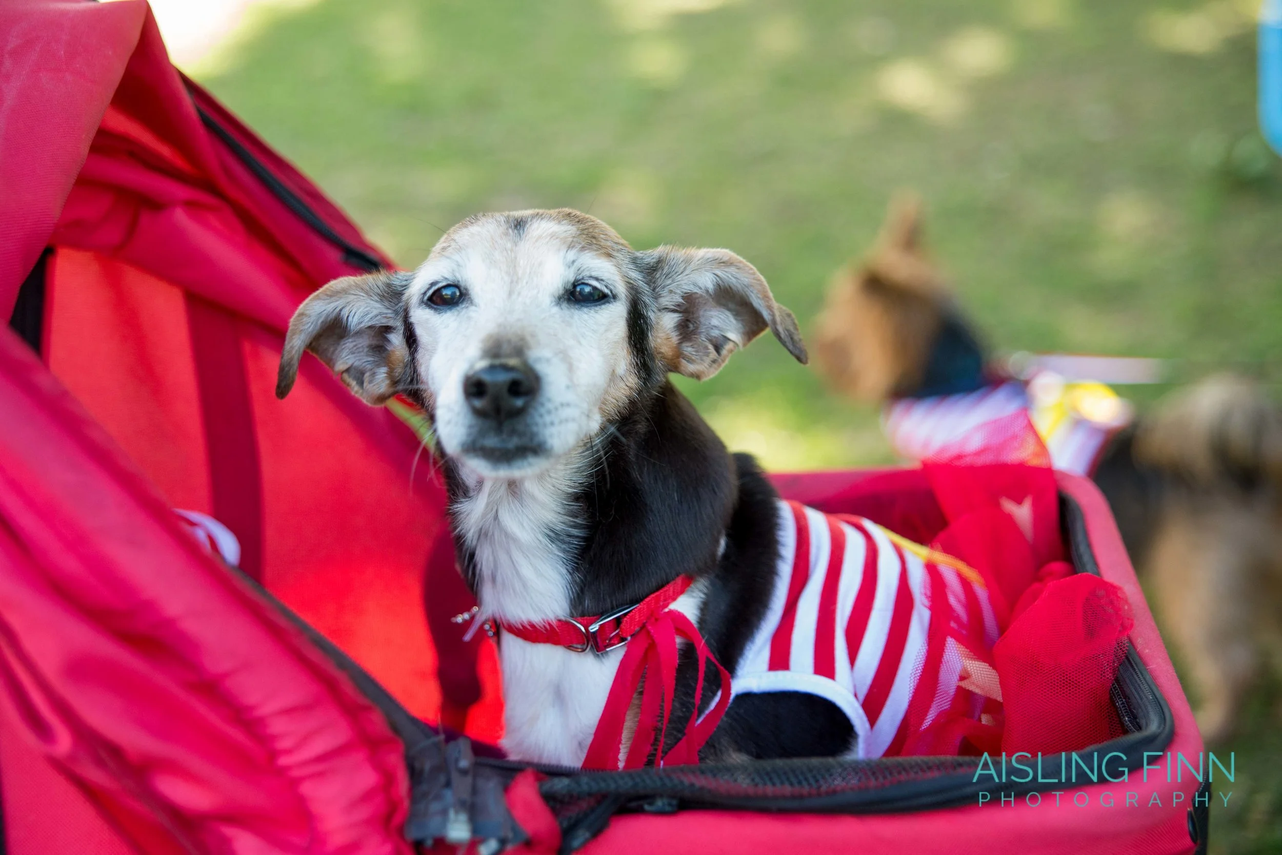 Doggie Do 2017 (1038).jpg