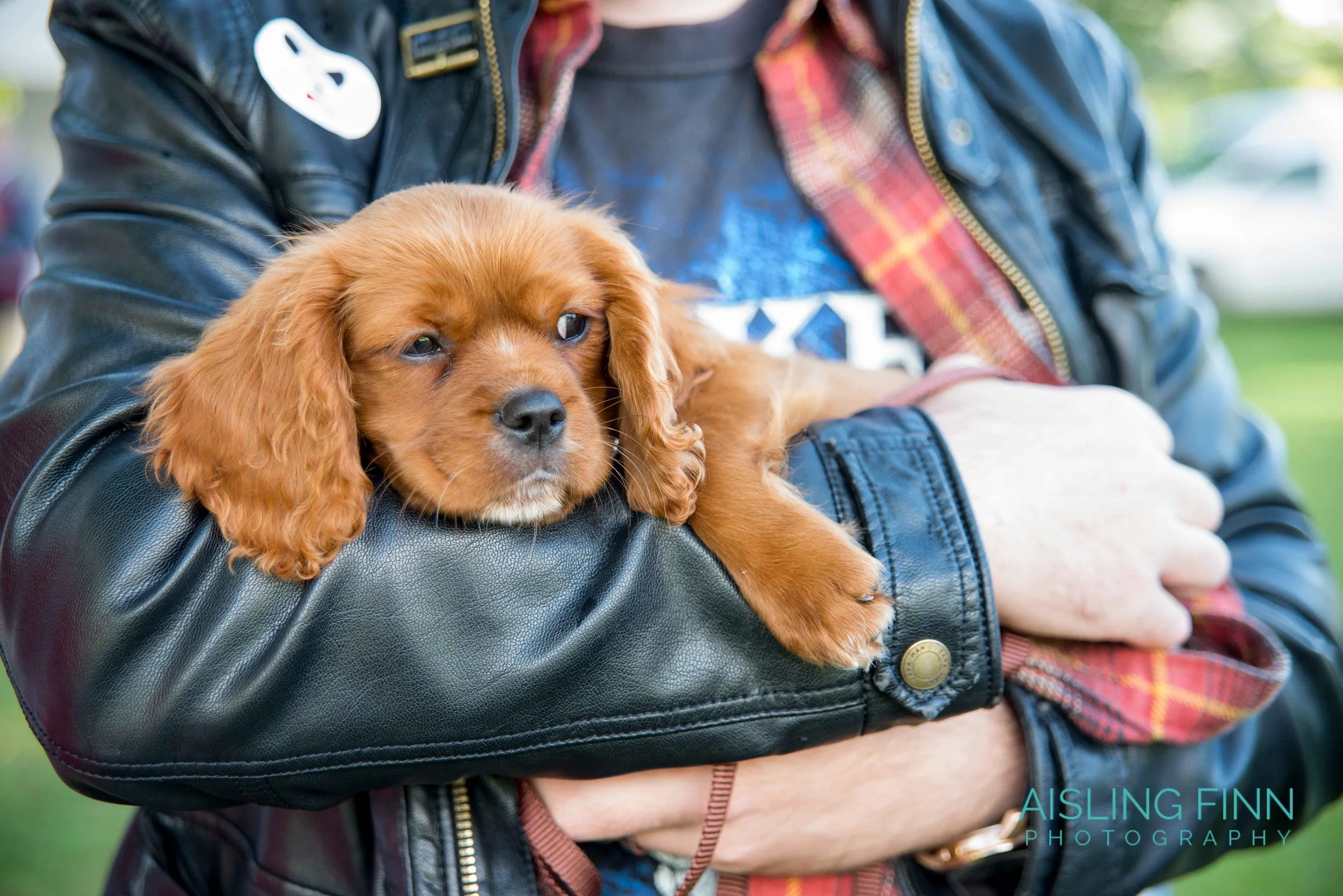 Doggie Do 2017 (1039).jpg