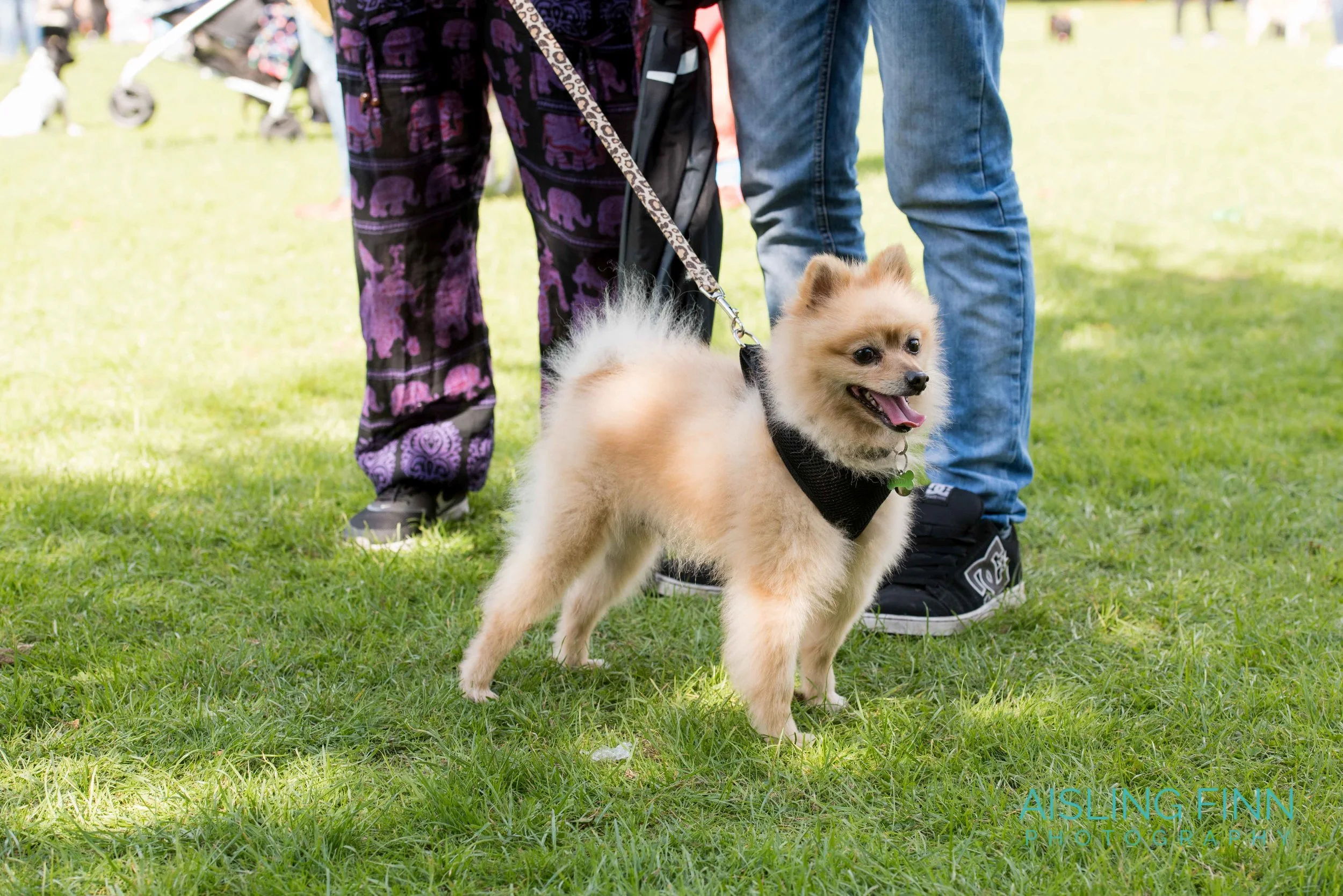 Doggie Do 2017 (10052).jpg