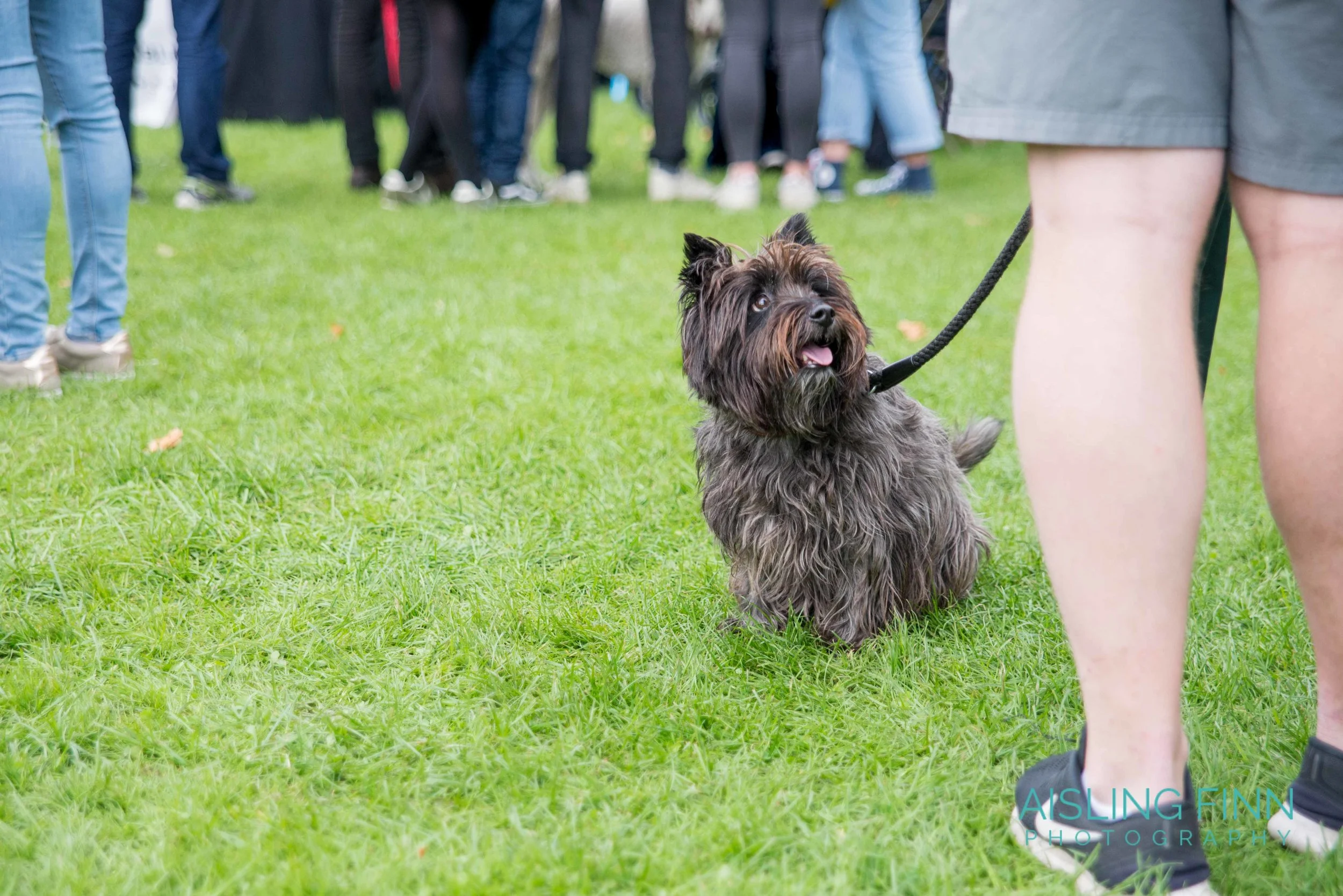 Doggie Do 2017 (10101).jpg
