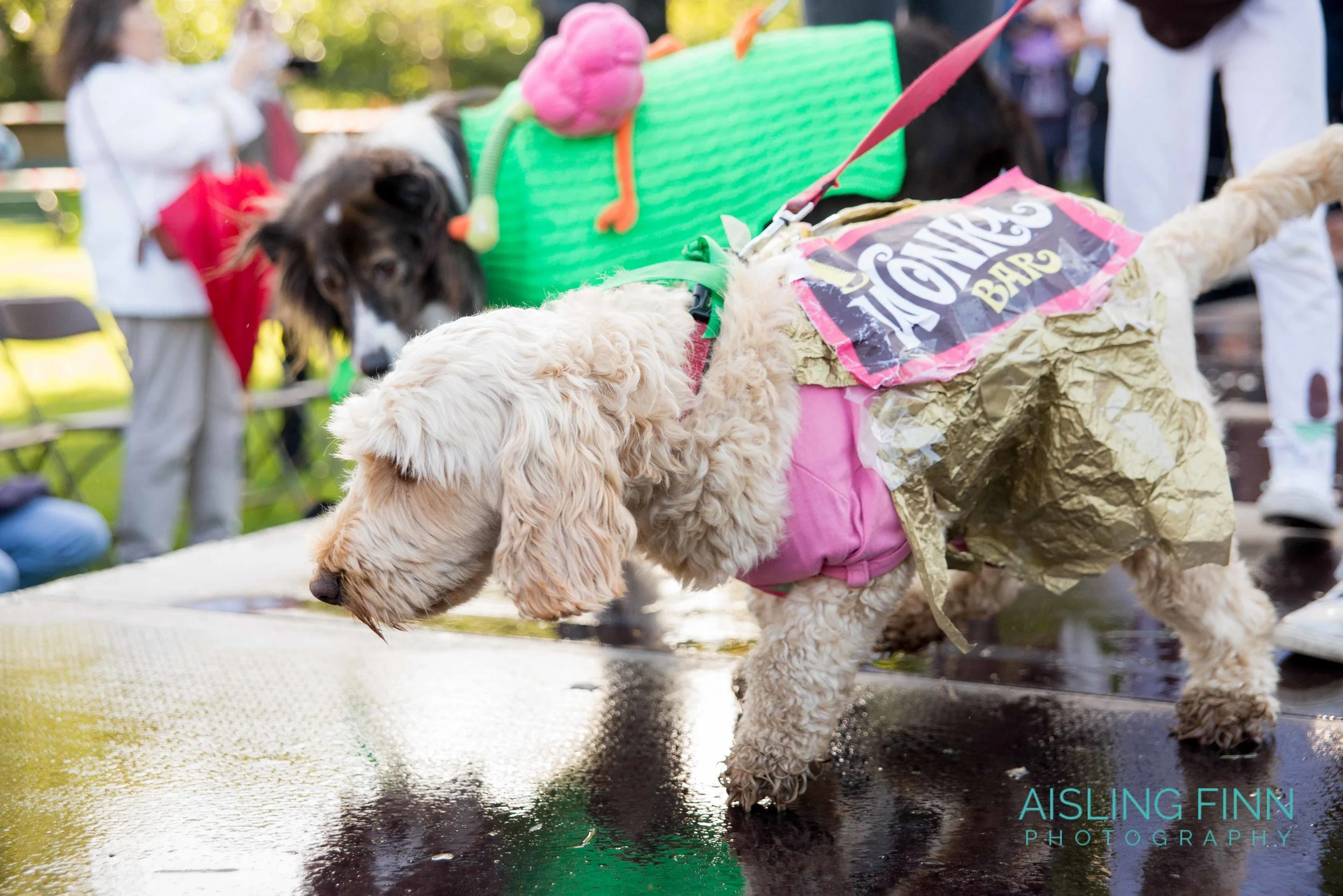 Doggie Do 2017 (10118).jpg