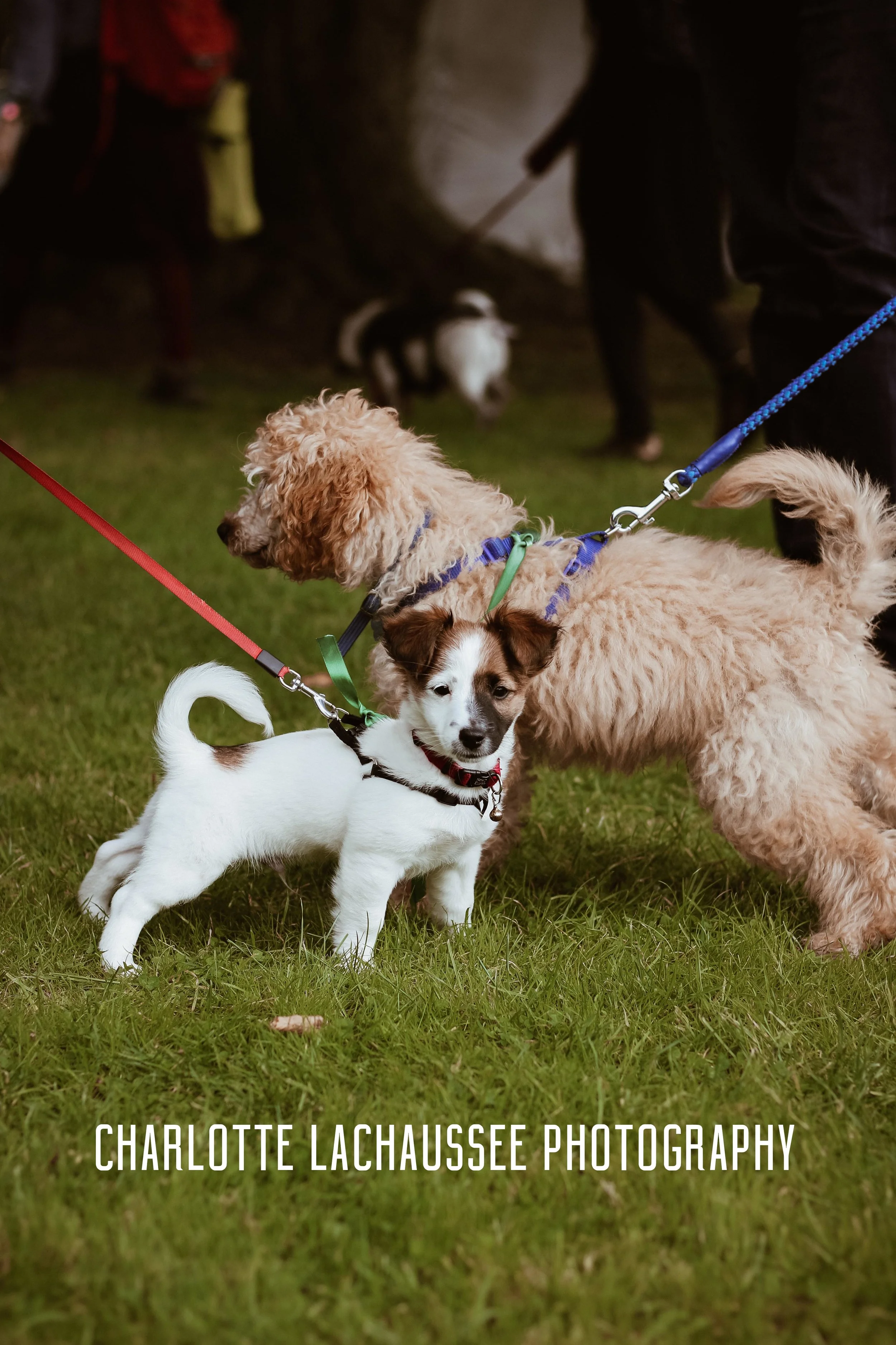 THEDOGGIEDOCHARLOTTE (7 of 152).jpg