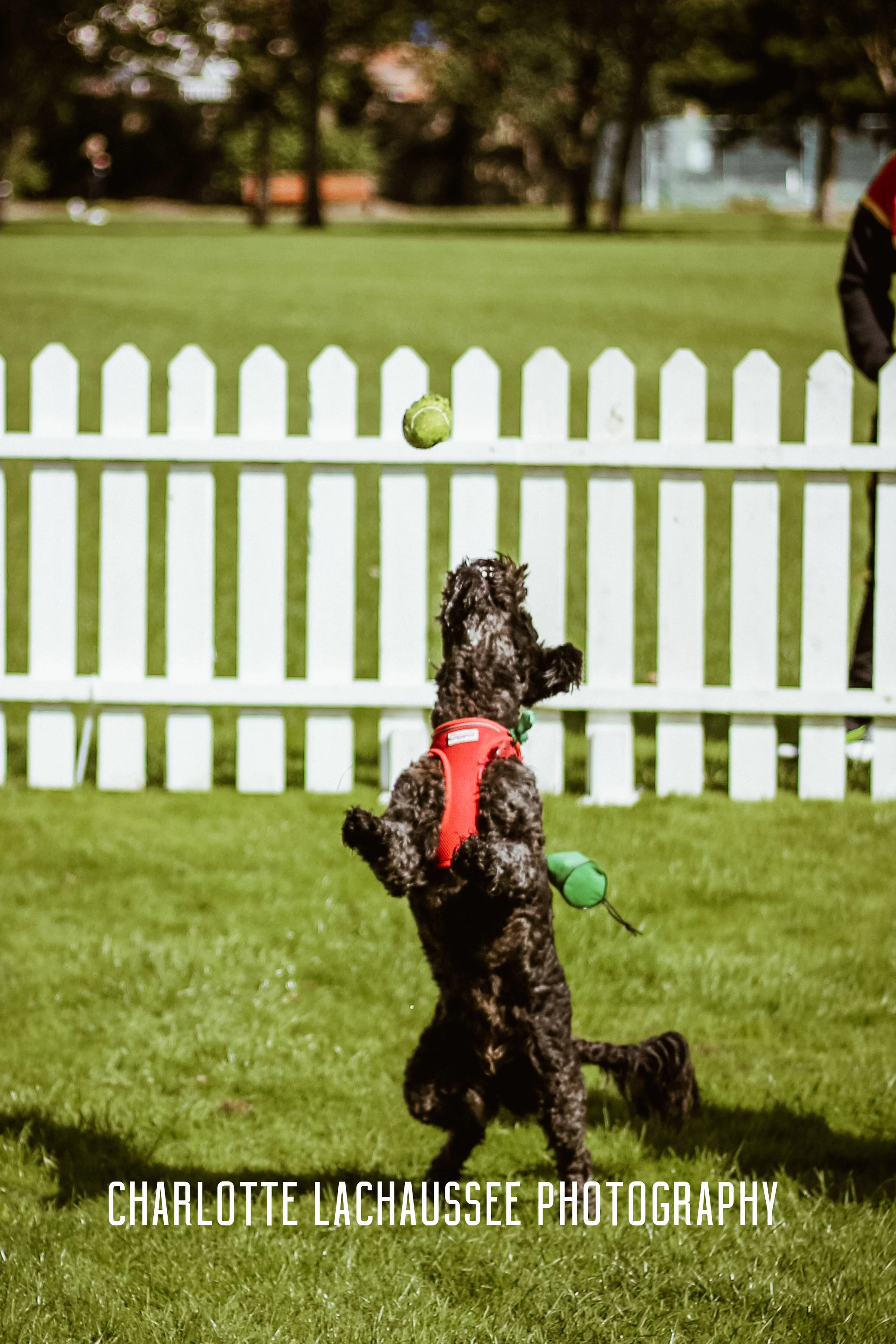 THEDOGGIEDOCHARLOTTE (22 of 152) copy.jpg